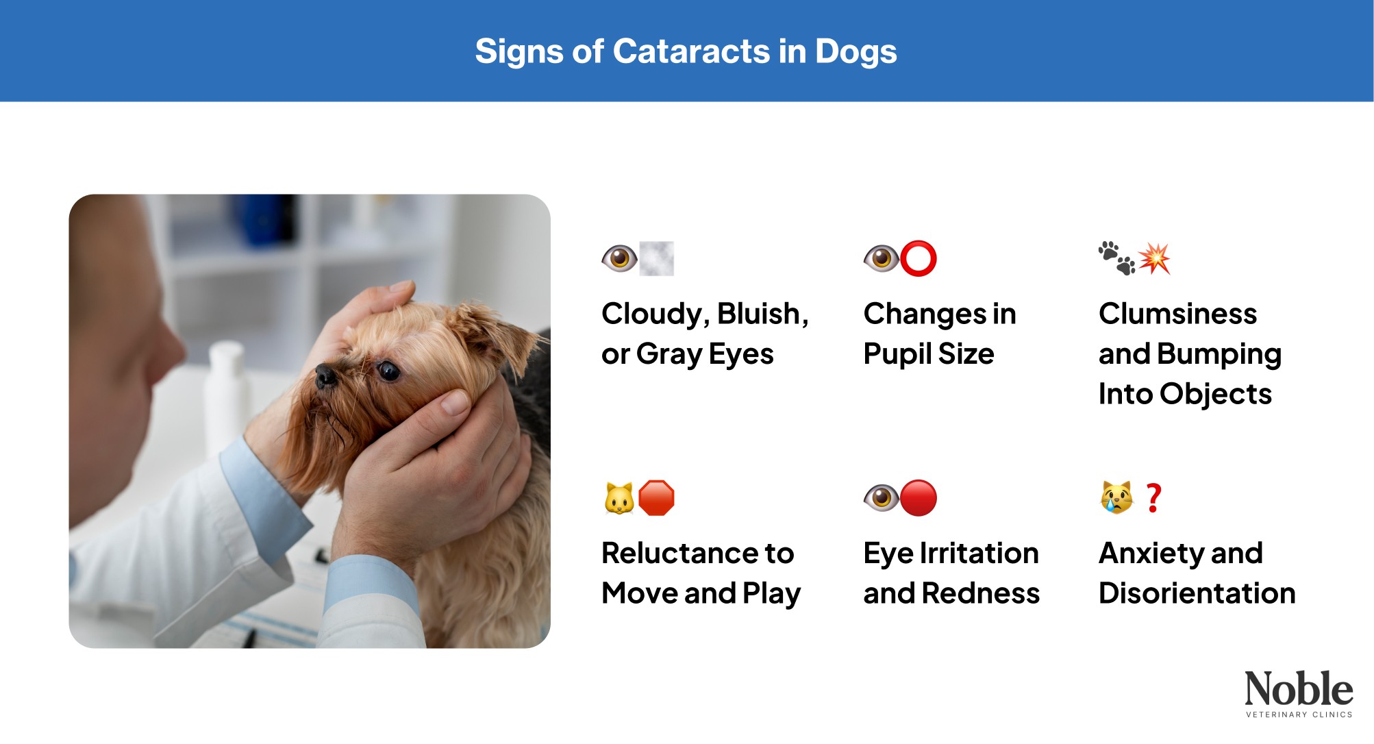 An infographic showing the common symptoms of cataracts in dogs.