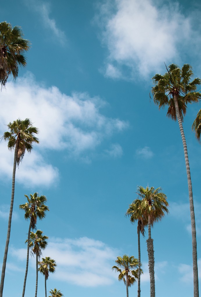 An image of palm trees from San Diego, Ca