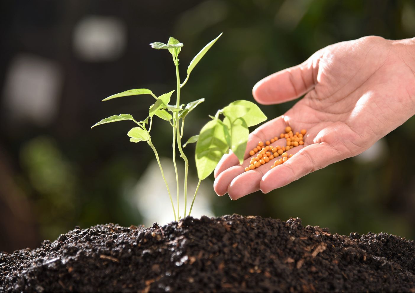 Garden maintenance tasks in September