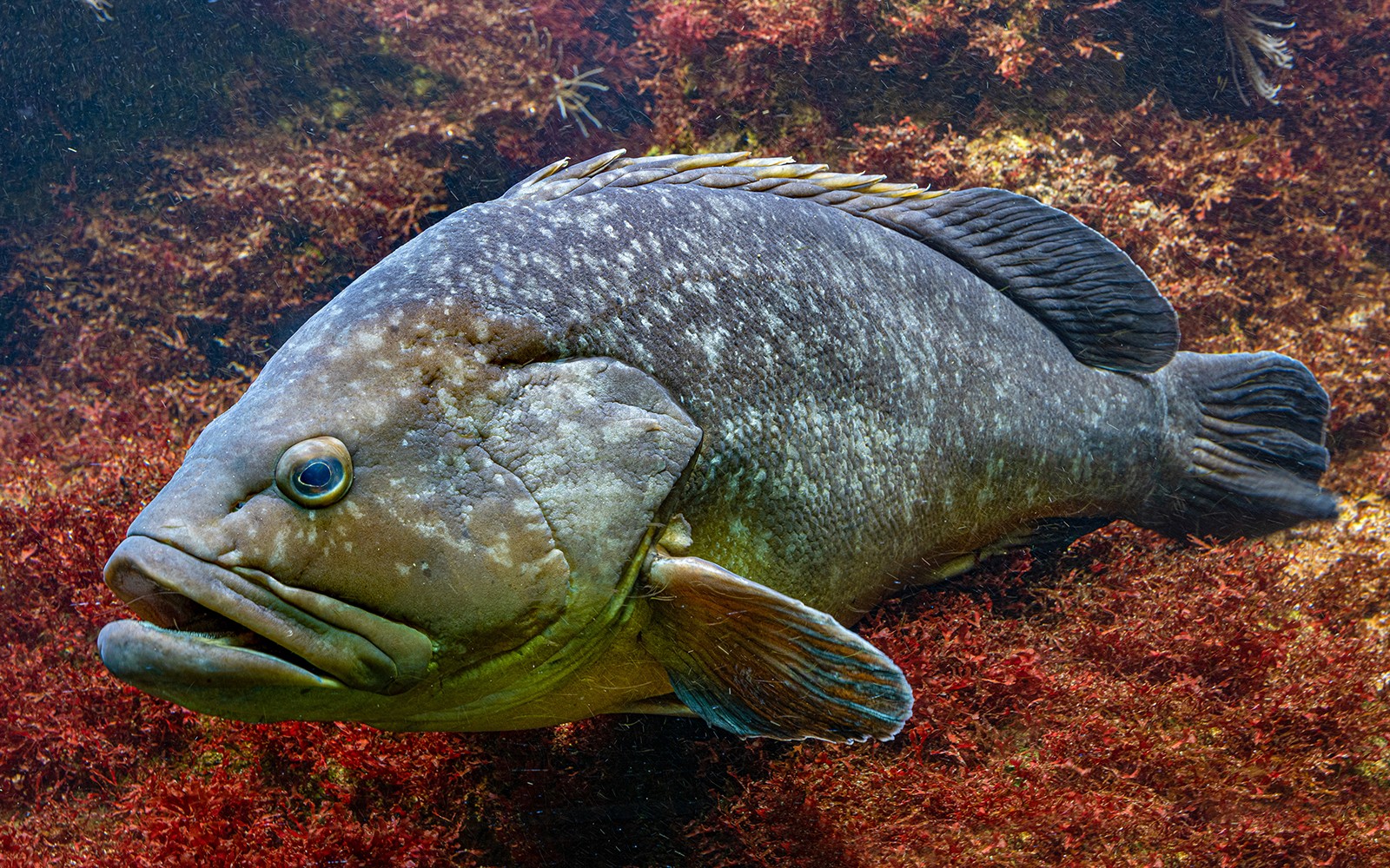Dusky Grouper swimming at Barcelona Aquarium.