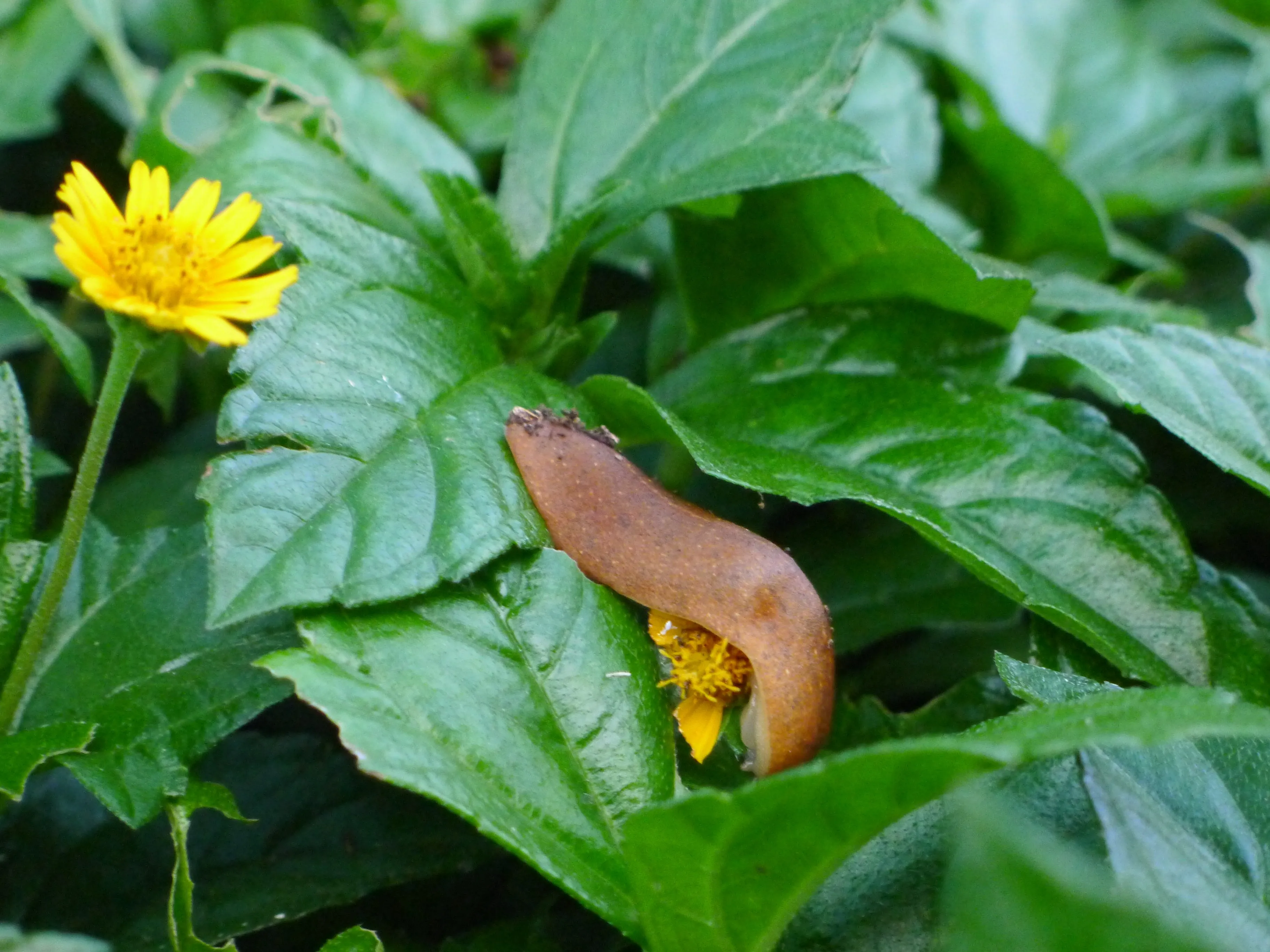a picture of a slug in nature