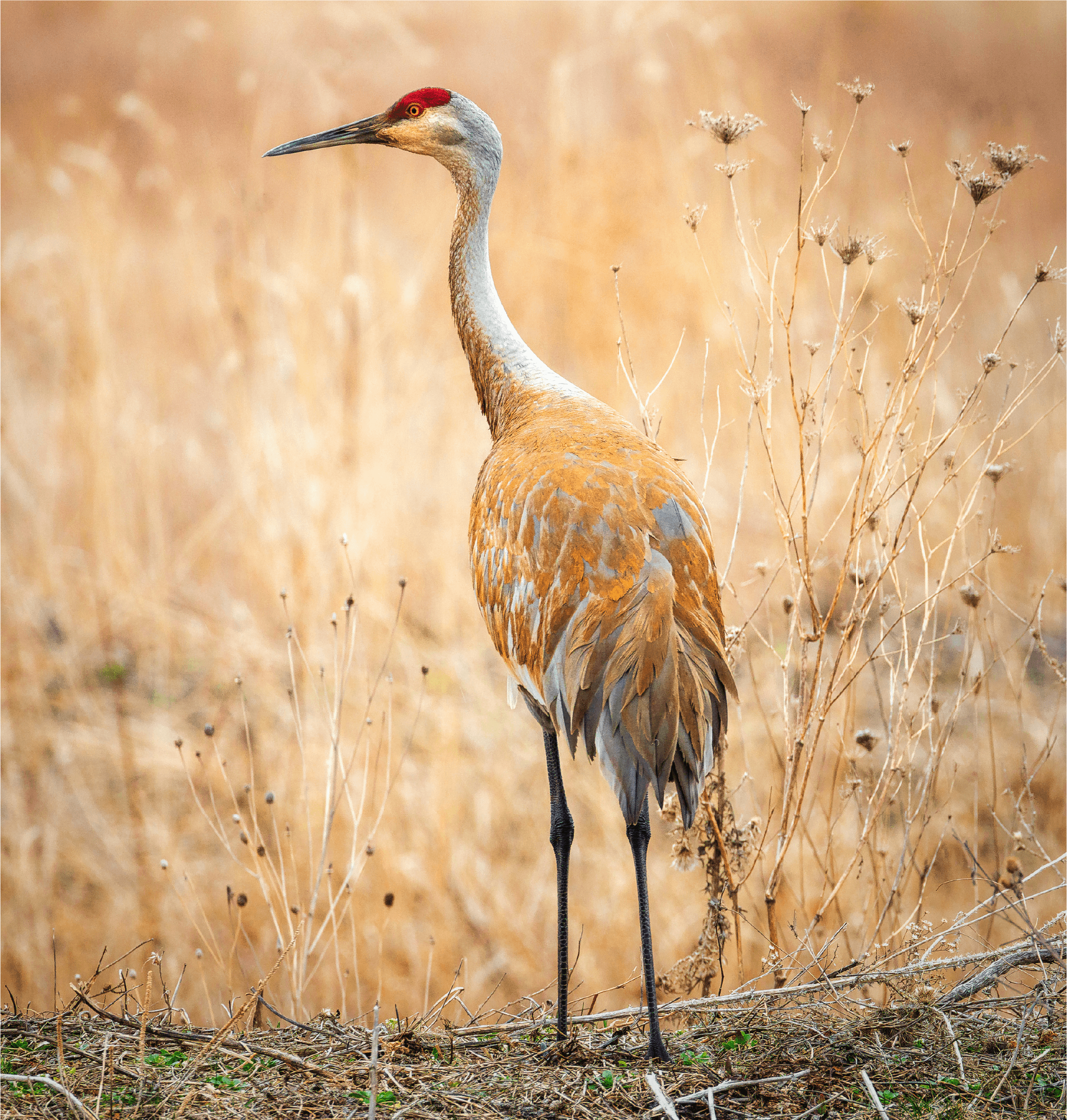 Sandhill crane standing in natural grassland habitat within Royal River watershed