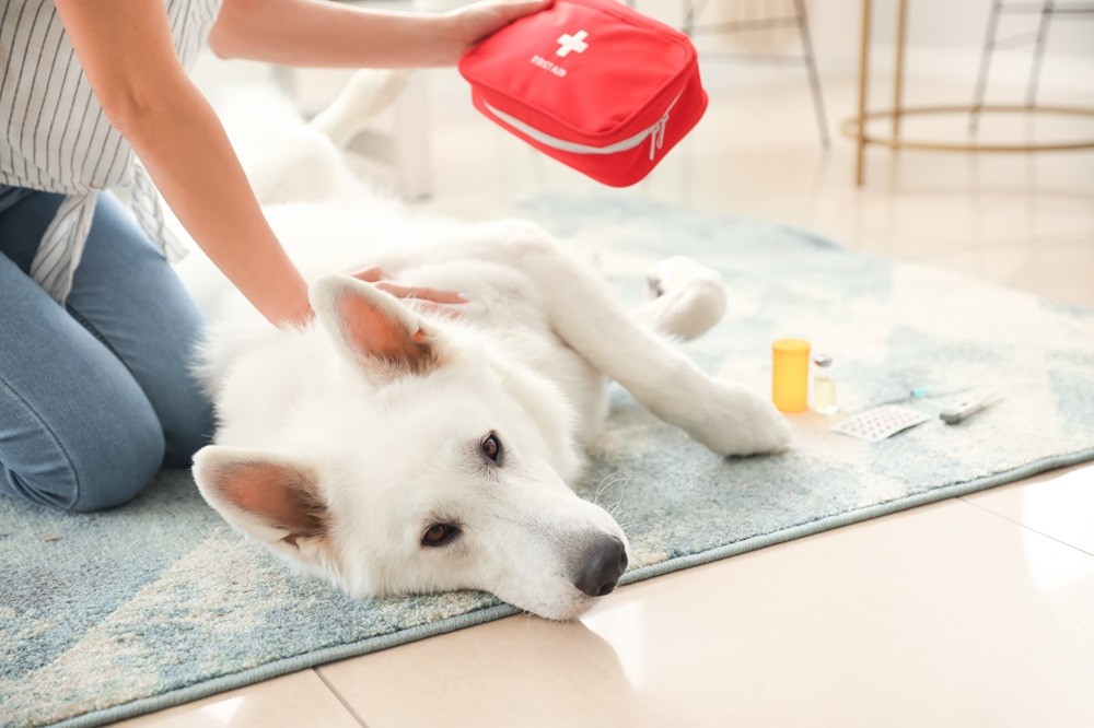 White dog lying on its side next to a person holding a red first aid kit.