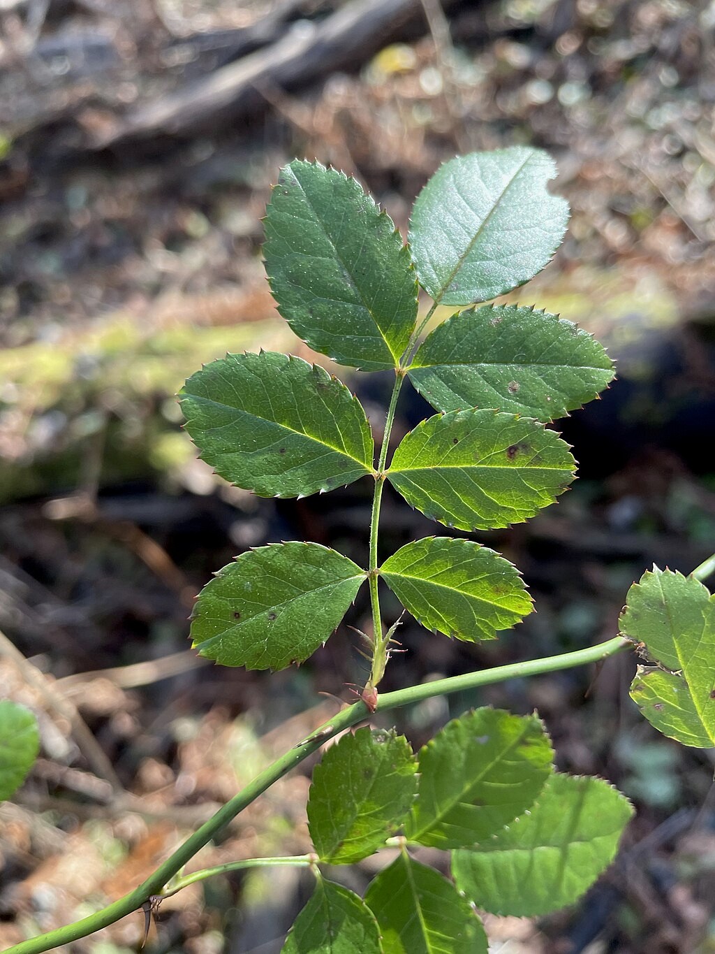 Group of students processing acorns together during a foraging class, representing shared learning and scholarship.