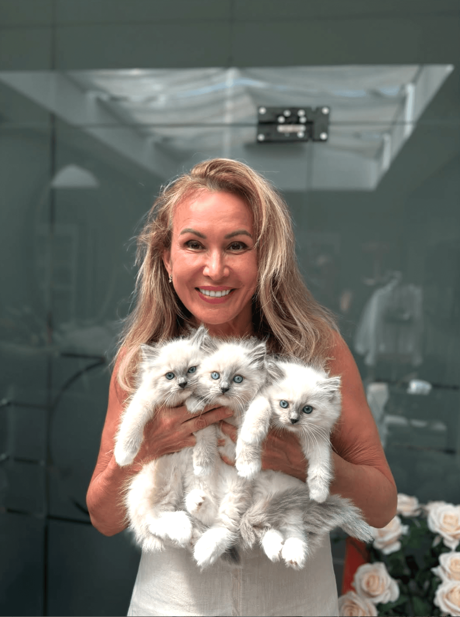 Chatons ragdoll Belgique