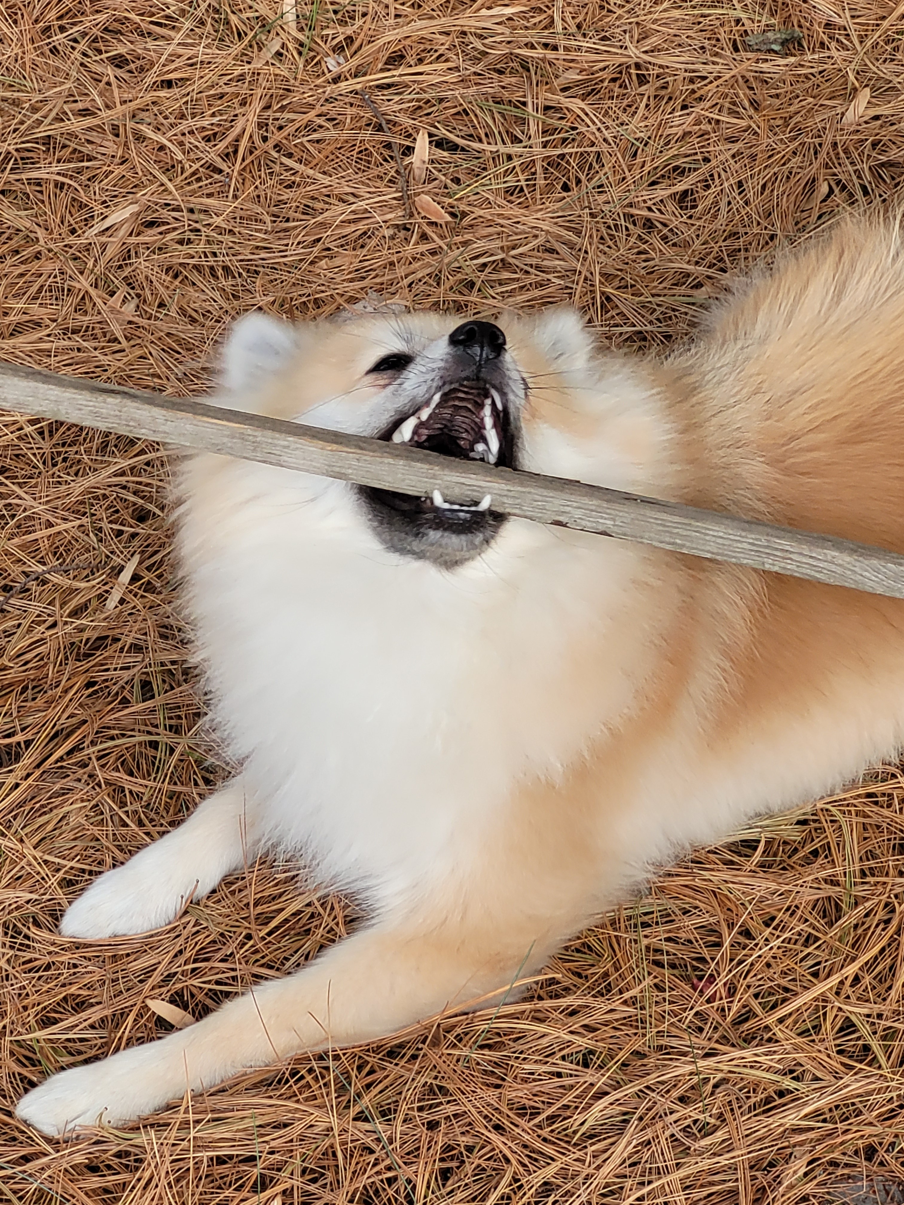 Dog biting large stick.