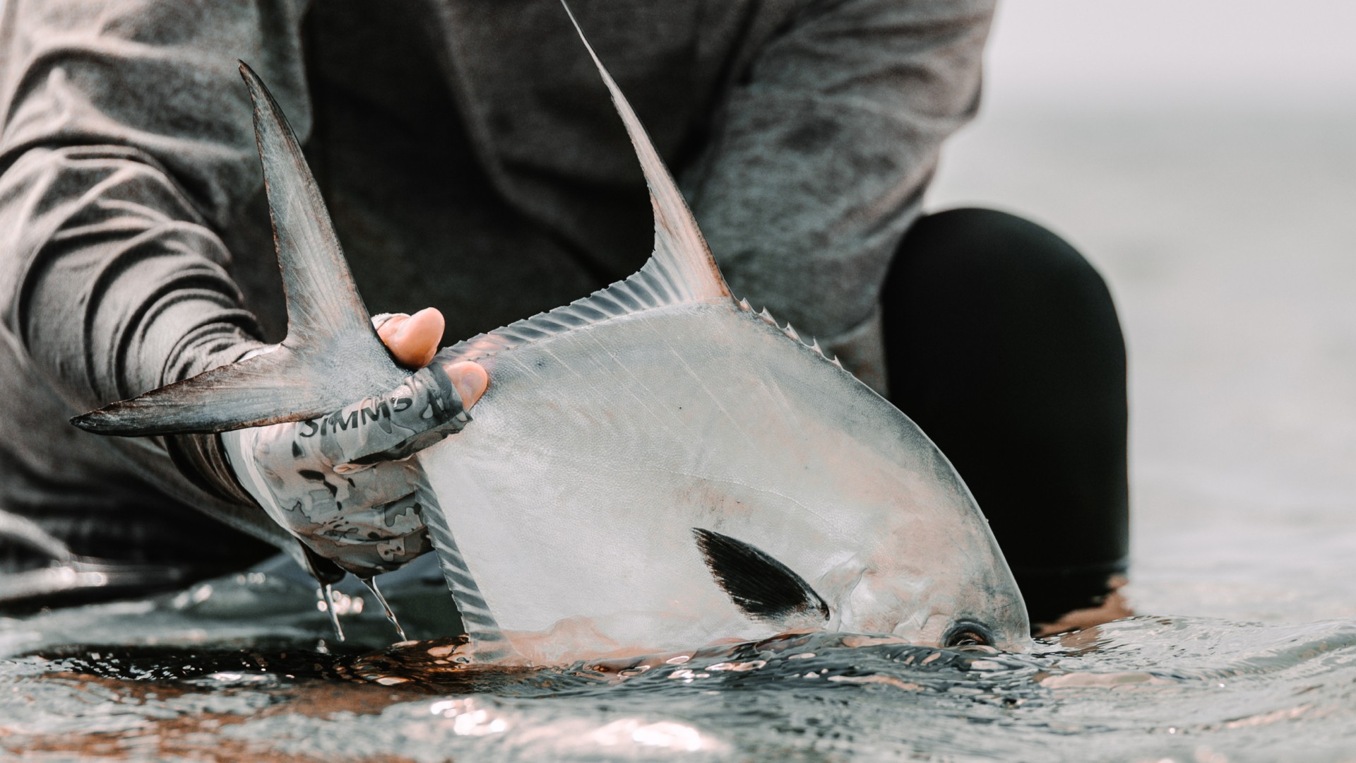 Saltwater angler holding a semi submerged juvenile permit during mid day