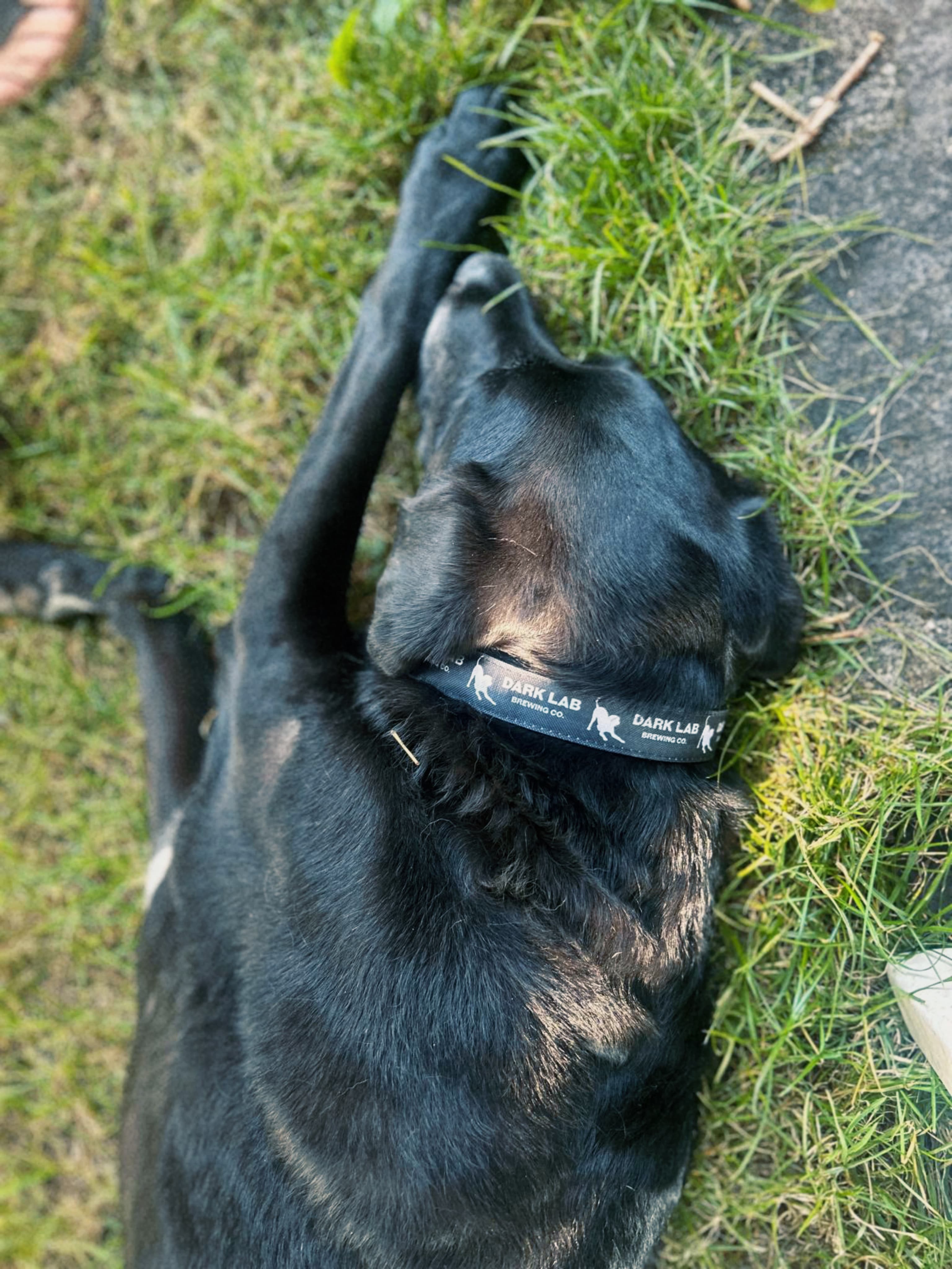Labrador noir allongé dans l'herbe portant un collier dark lab