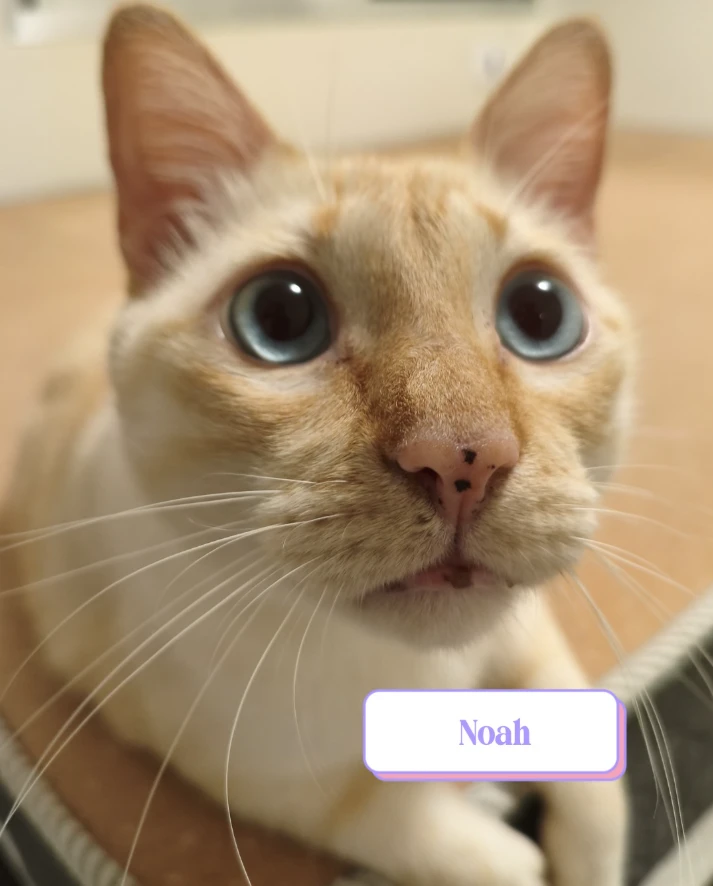 Gato creme com olhos grandes e azuis intensos, visto em close-up. Seu focinho é rosado com pintinhas escuras e ele parece estar muito curioso.