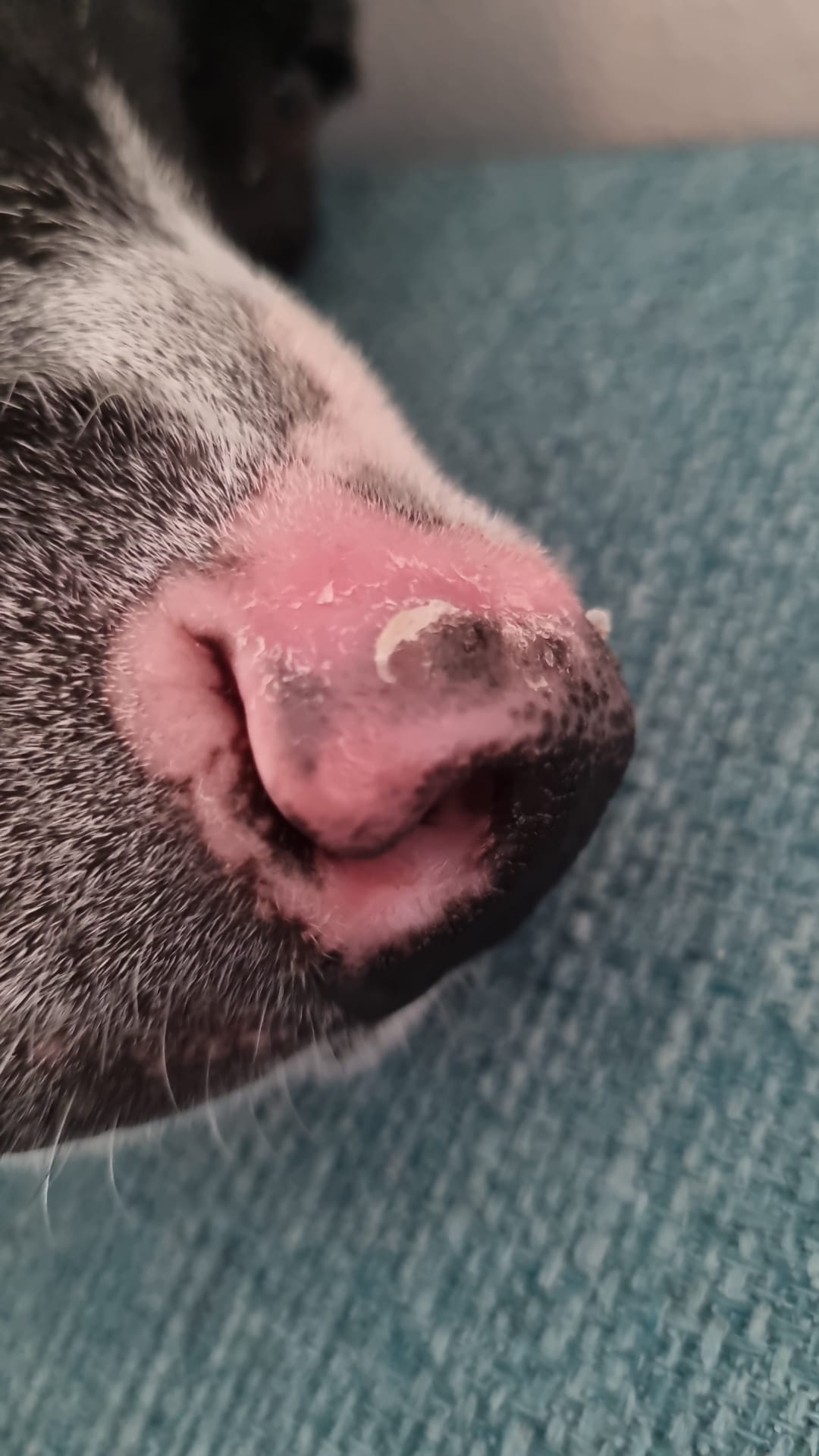 Dog nose losing pigmentation, an early sign that can indicate DLE