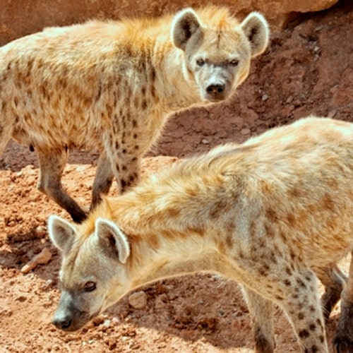 两只斑点鬣狗，身上有浅棕色的毛发和深色斑点，站在岩石嶙峋、红棕色的地形上。