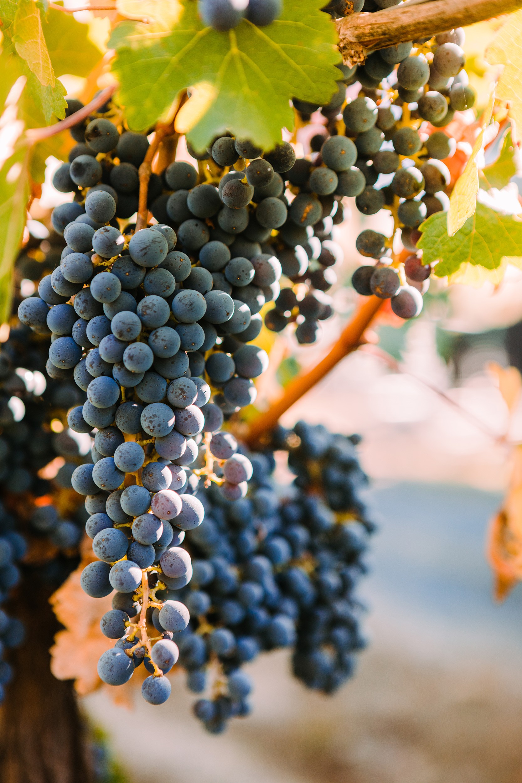 Sonoma-Cutrer Trade Training