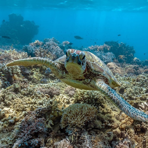 Green Sea Turtle