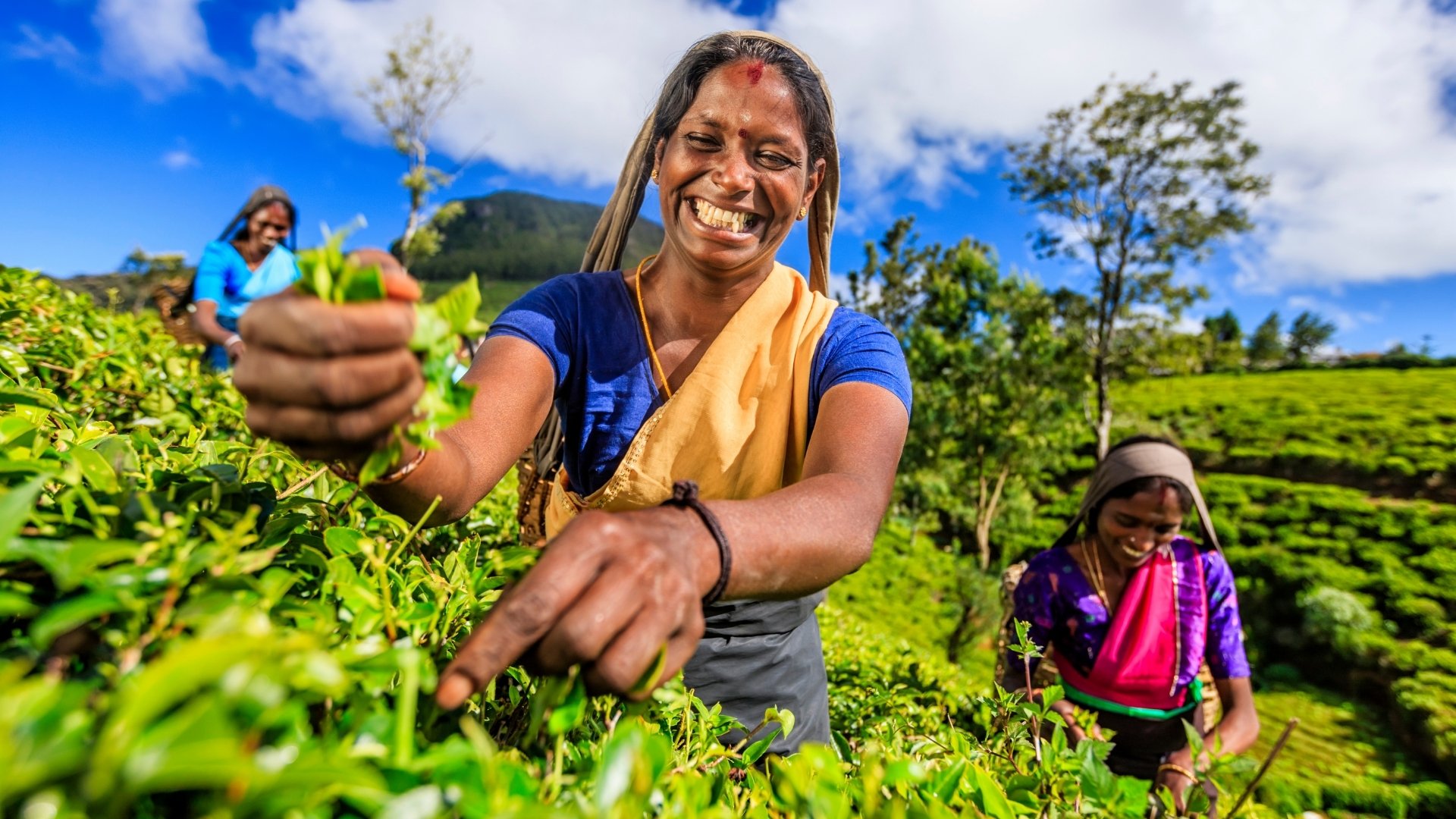 Assam - India’s Largest Tea Producer