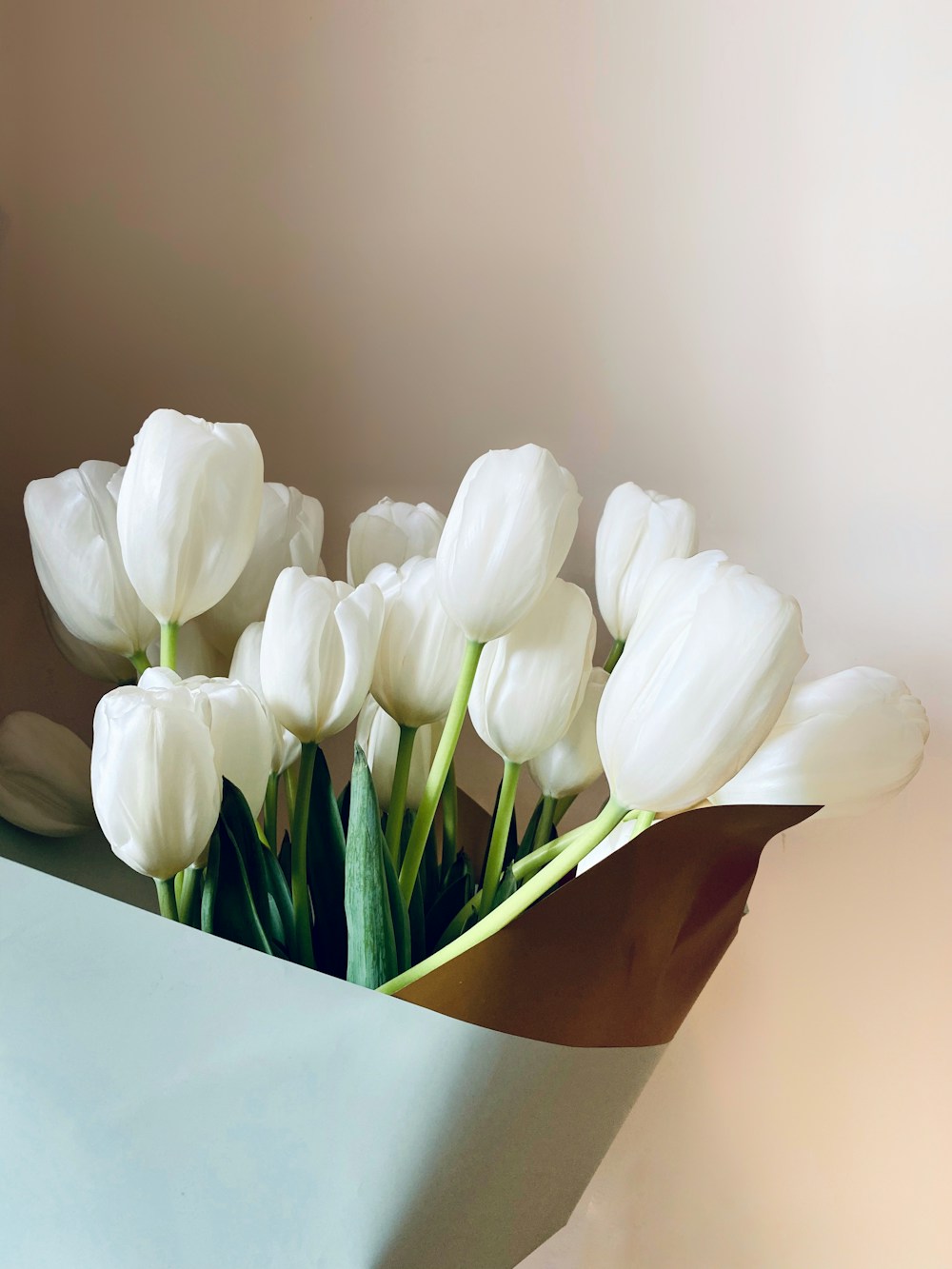 White tulips wrapped in pale blue paper