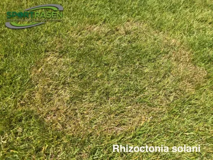 Rhizoctonia solani / Brown patch / Brandflecken