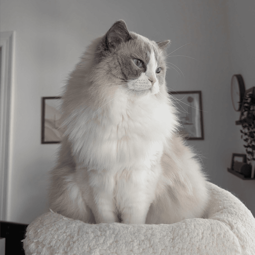 Feyre, a fluffy Ragdoll cat at Copyfolio, reigning as the queen of naps.