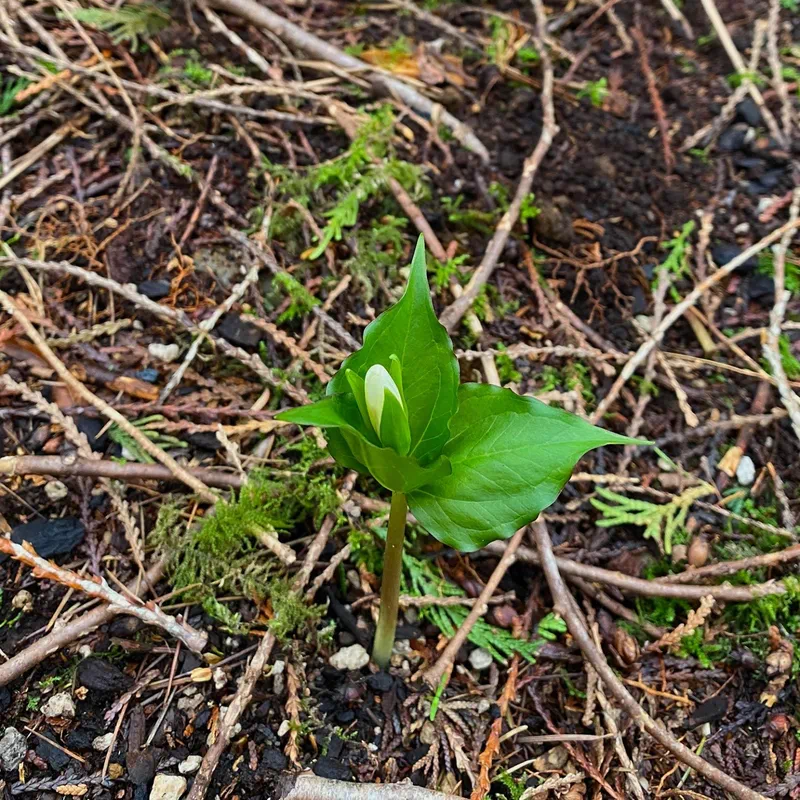 A young green plant sprouting from the soil on the River Raven Herbs land.