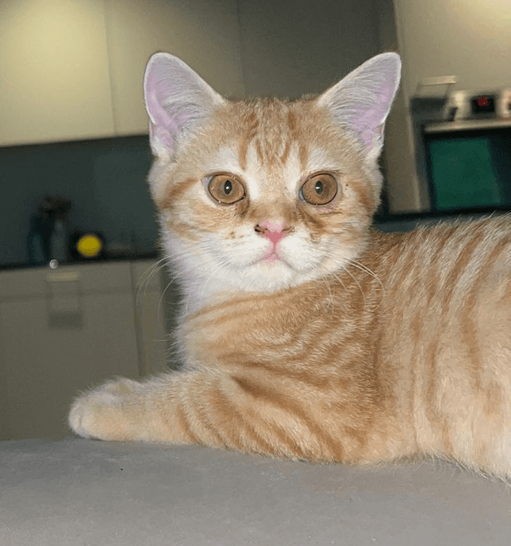 Katze die auf der Sofalehne liegt und in die Kamera schaut