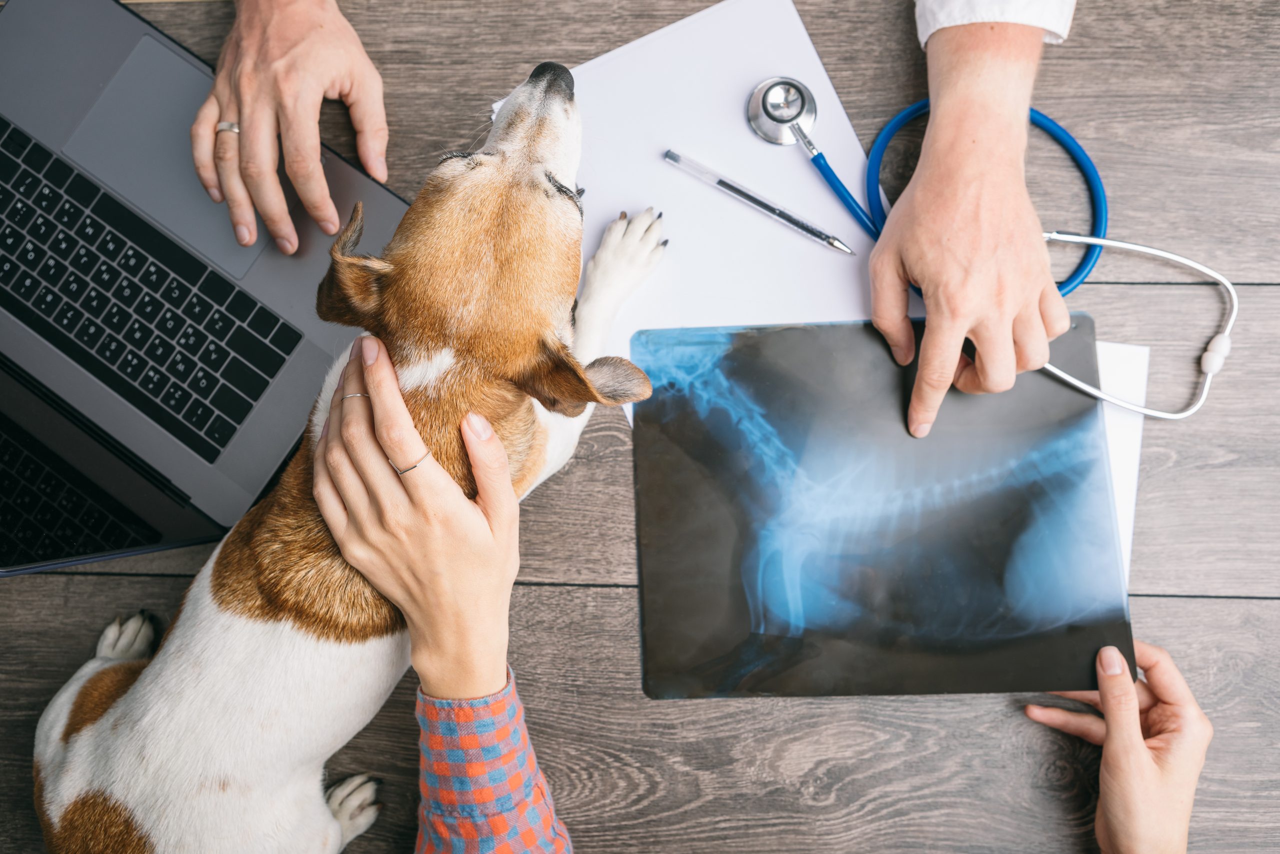 A veterinarian explains the X-ray result of a dog to his owner