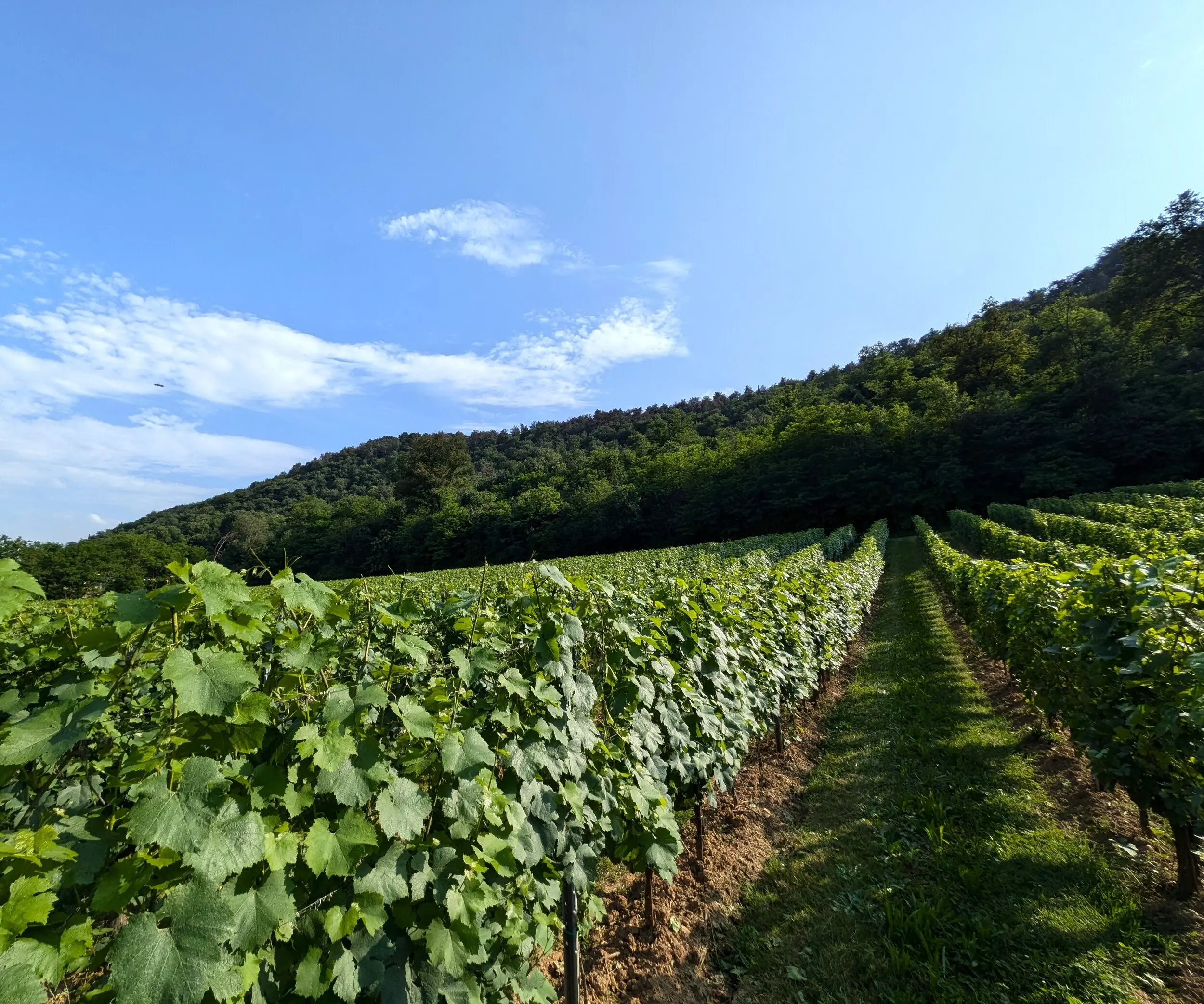 Vigneto alle pendici del Monte Orfano