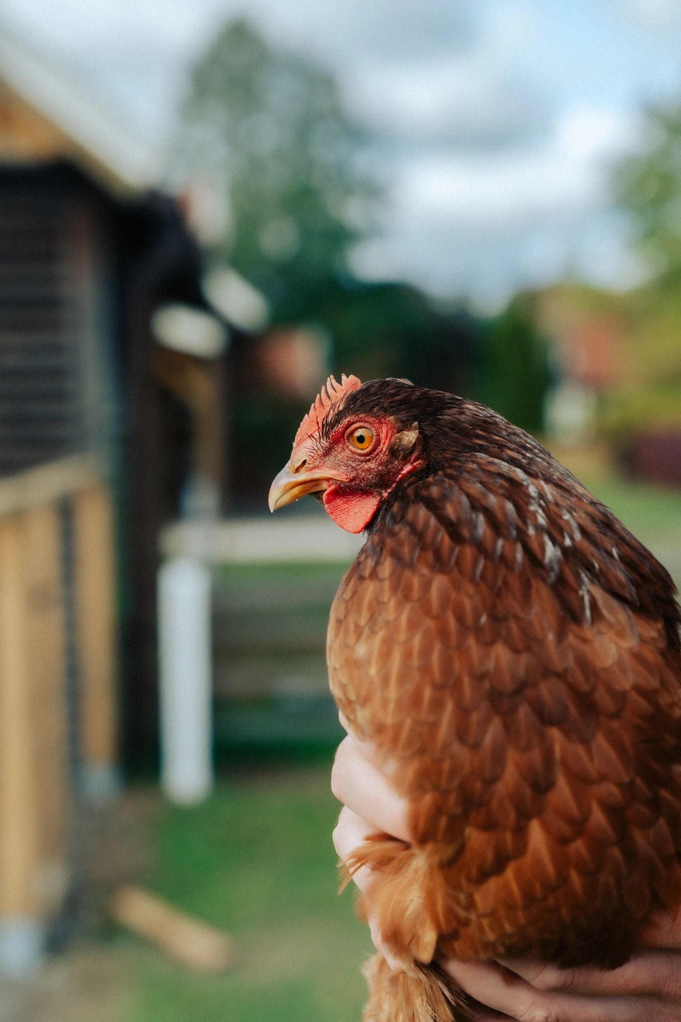 Coach explaining stuff to an athlete