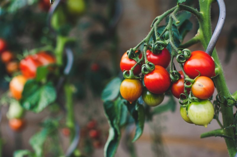 Pomodoro, origini e diffusione
