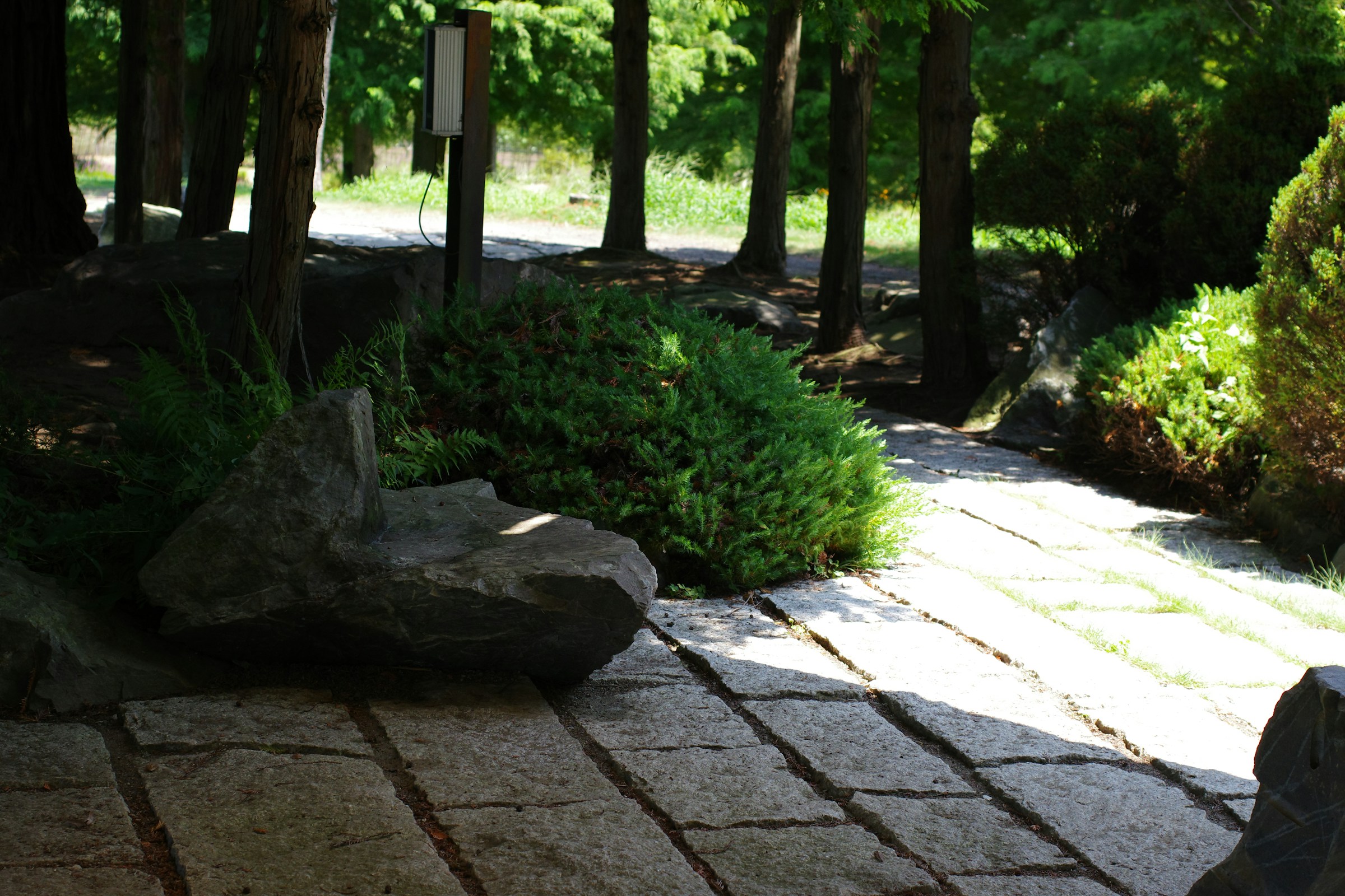 Stone walkway through a mature green landscape