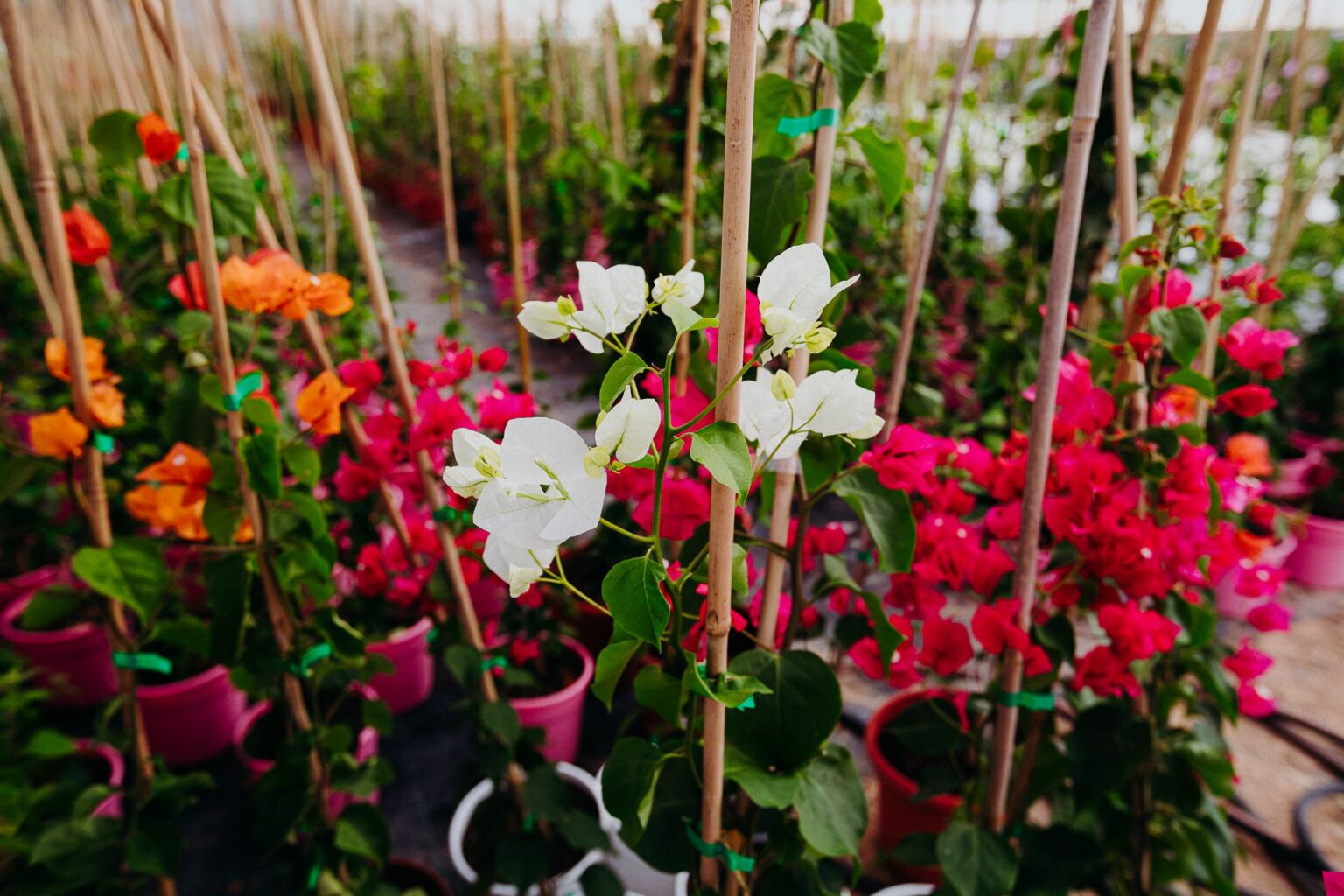 Organic plant care without chemicals