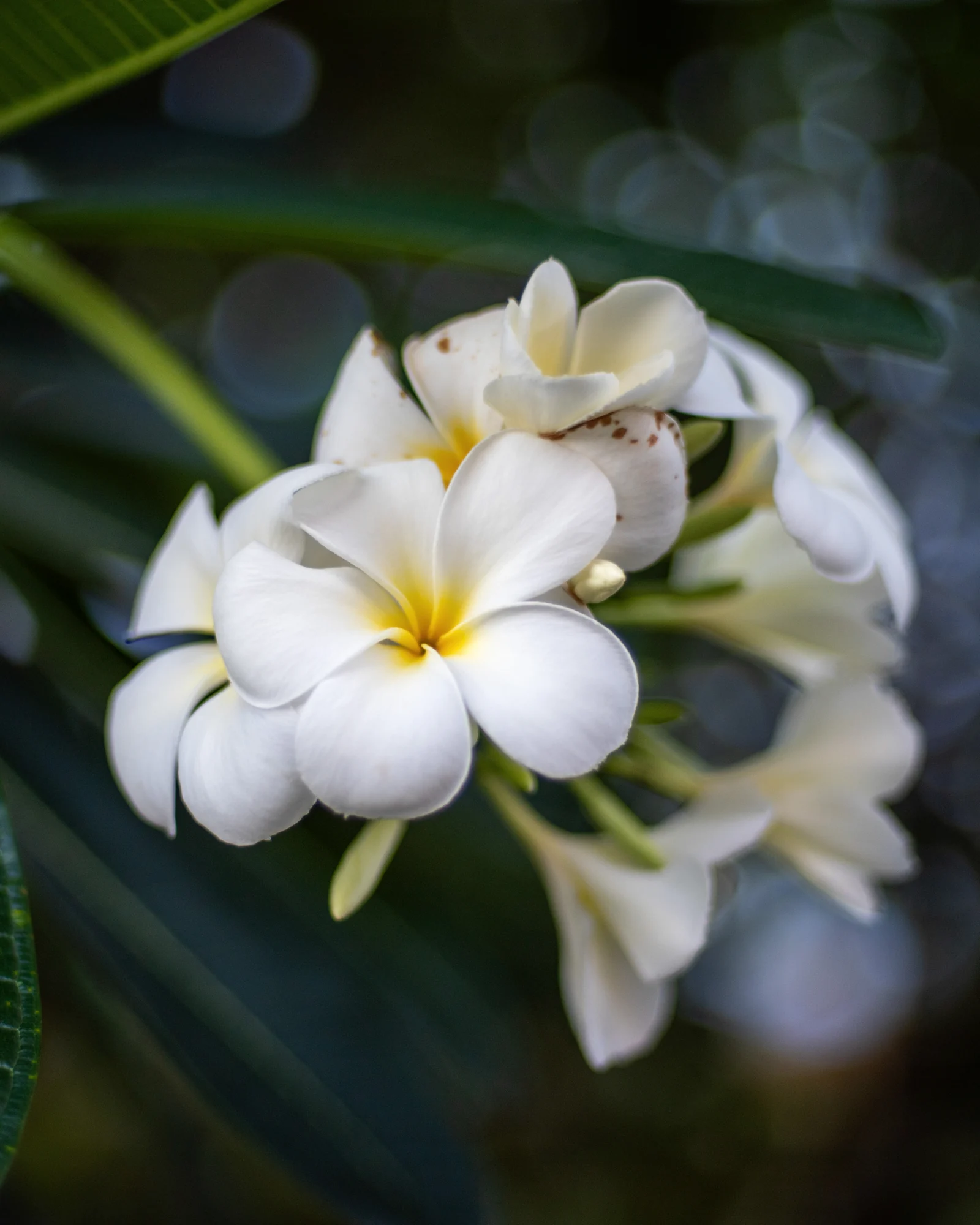 White plumeria flowers among deep green leaves
