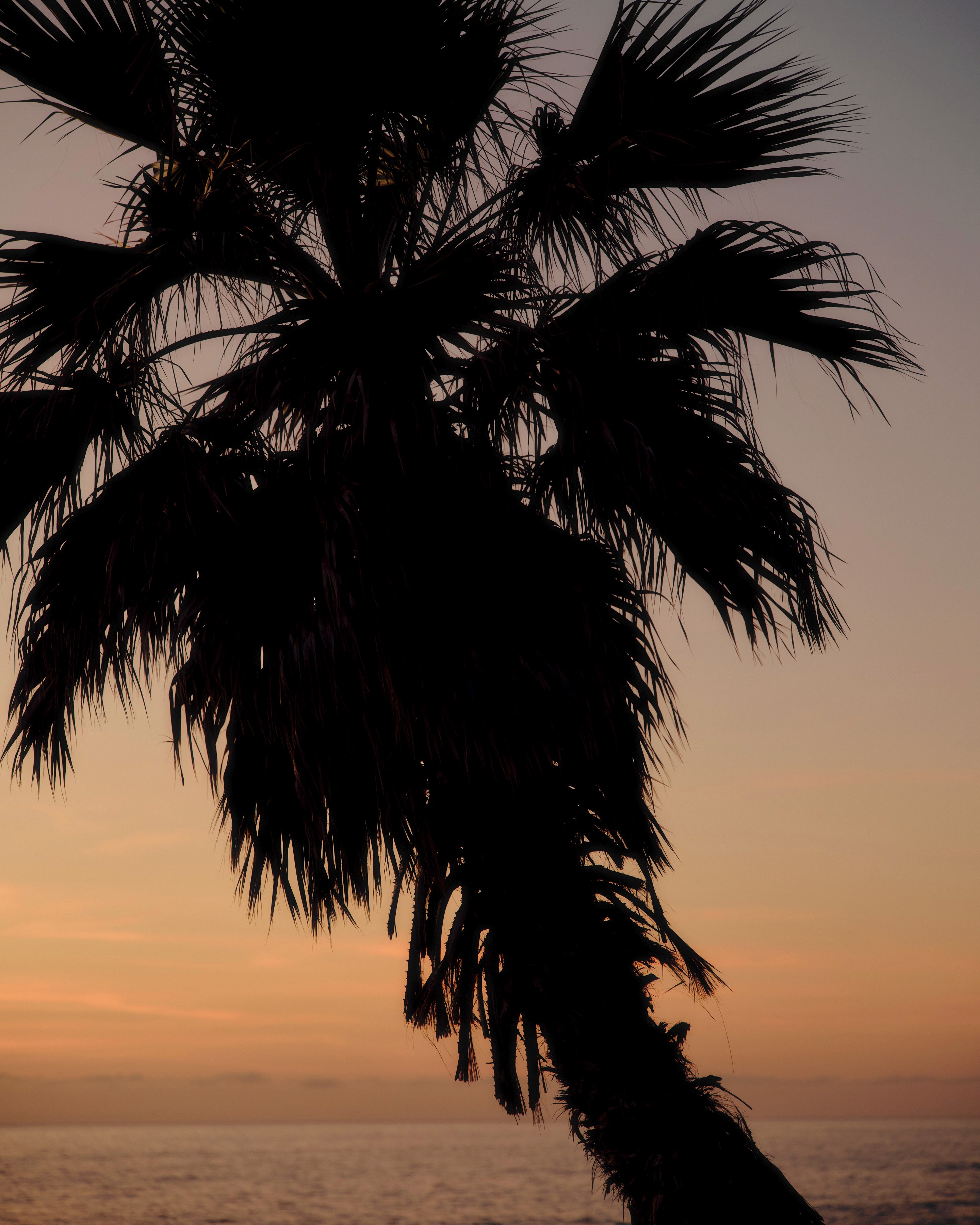 Silhouette of a palm tree against a vibrant orange and pink sunset over the ocean.