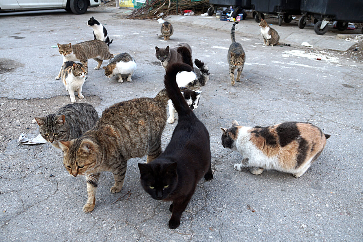 cat colony in car park