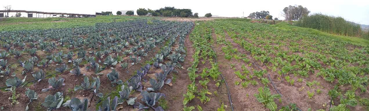 Angelo Marman from Abitz farming