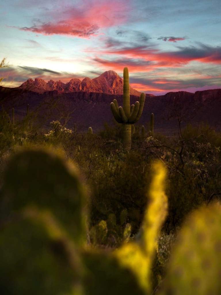 saguaro national park, usa