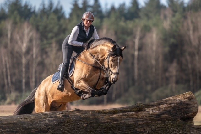 Lusitano stallion jumping X-country 