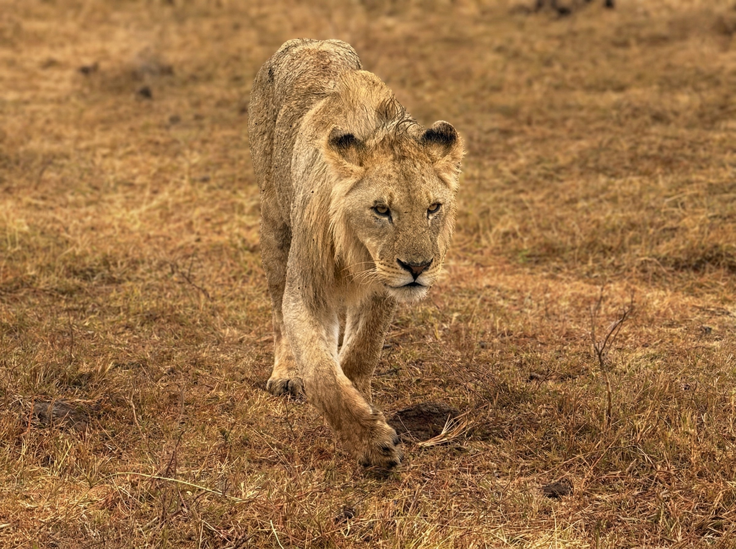 Woman enjoying sunset picnic in the desert, surrounded by lanterns and golden light.