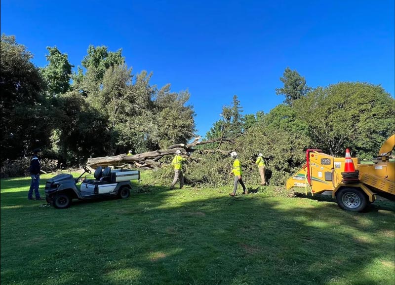 Tree taken down