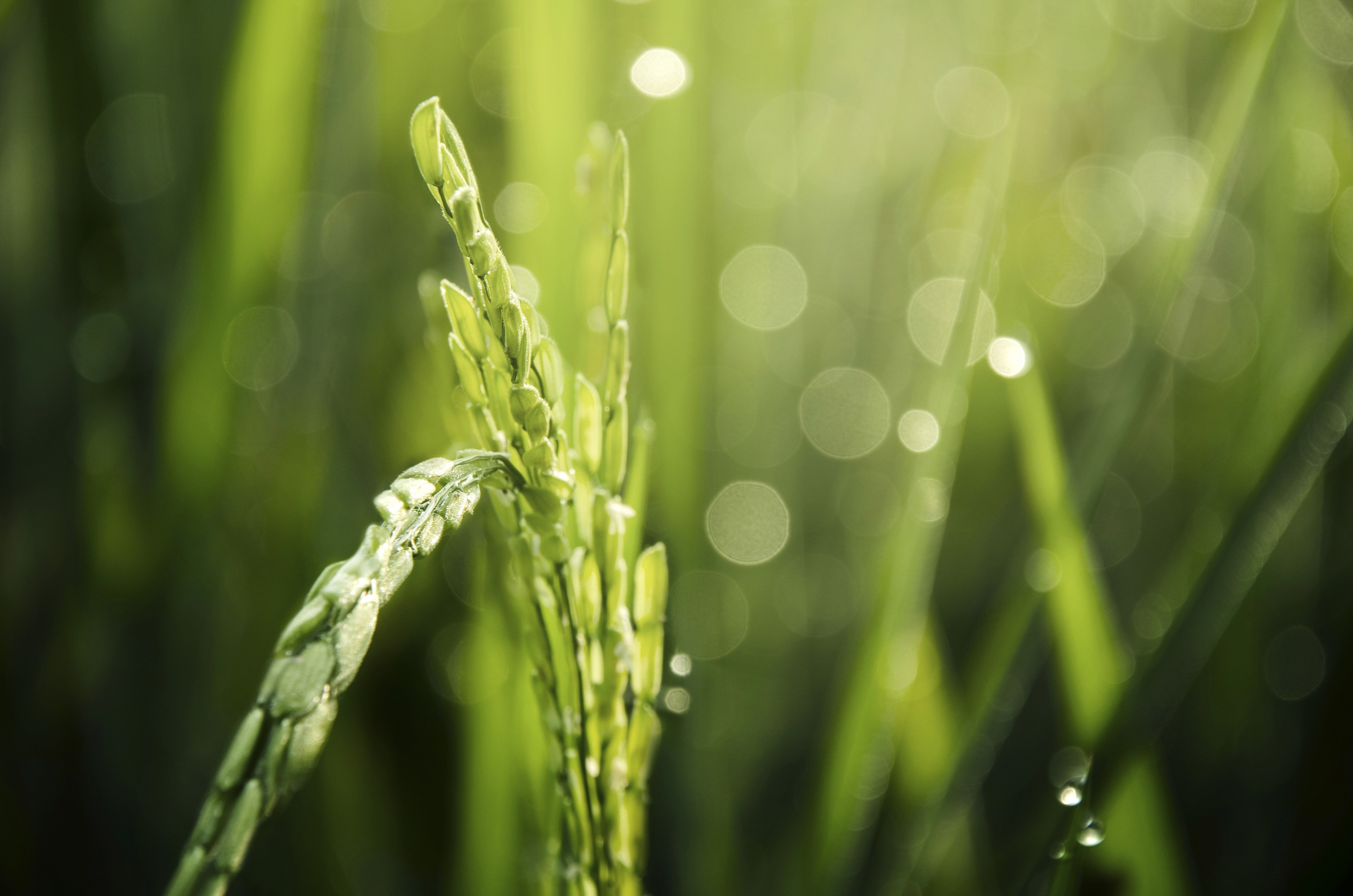 Close-up of a vibrant green rice plant, covered in morning dew, with soft bokeh background and sunlight.