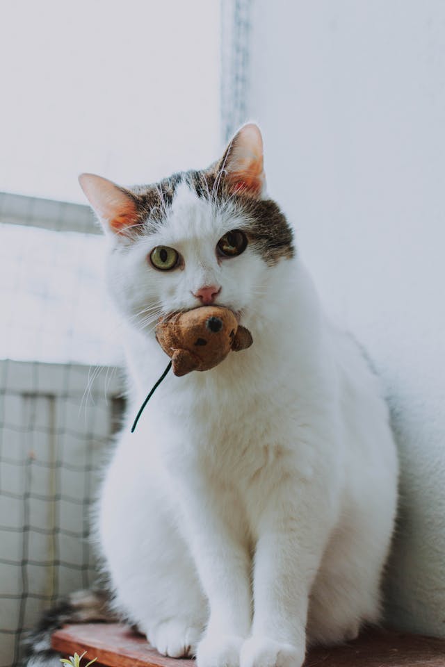 Picture of a white cat holding a toy mouse in it's mouth