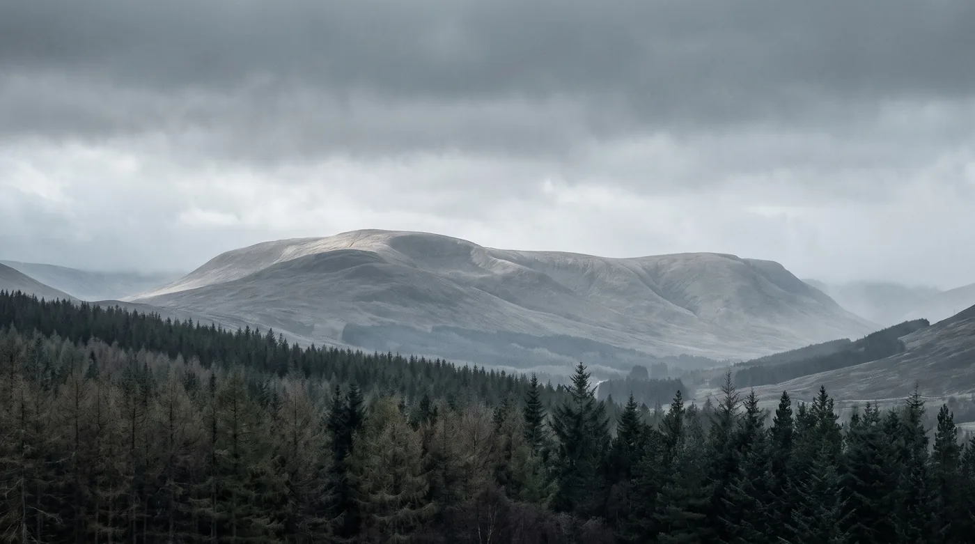 A misty glen with pine forest under a low sky