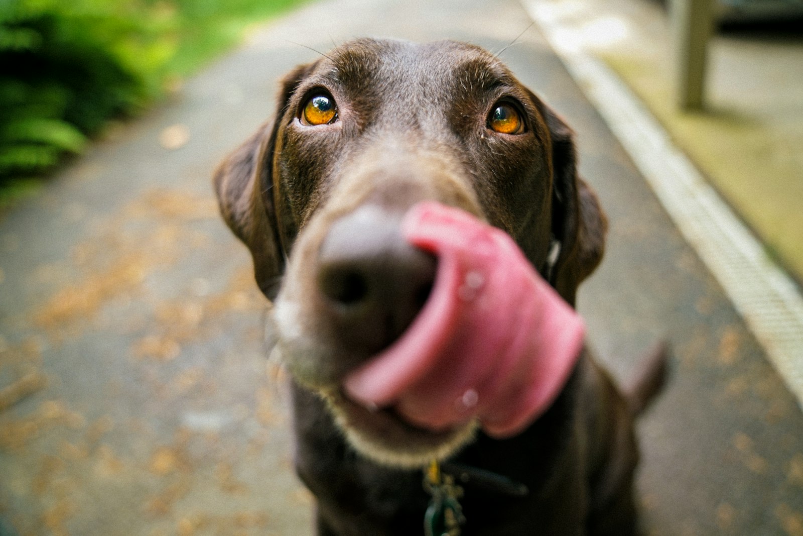 Case study: The Creative Fix That Doubled a Pet Food Brand's Sales