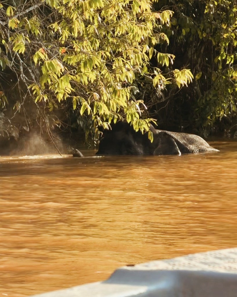 An elephant partially submerged in a muddy river, surrounded by lush green foliage.