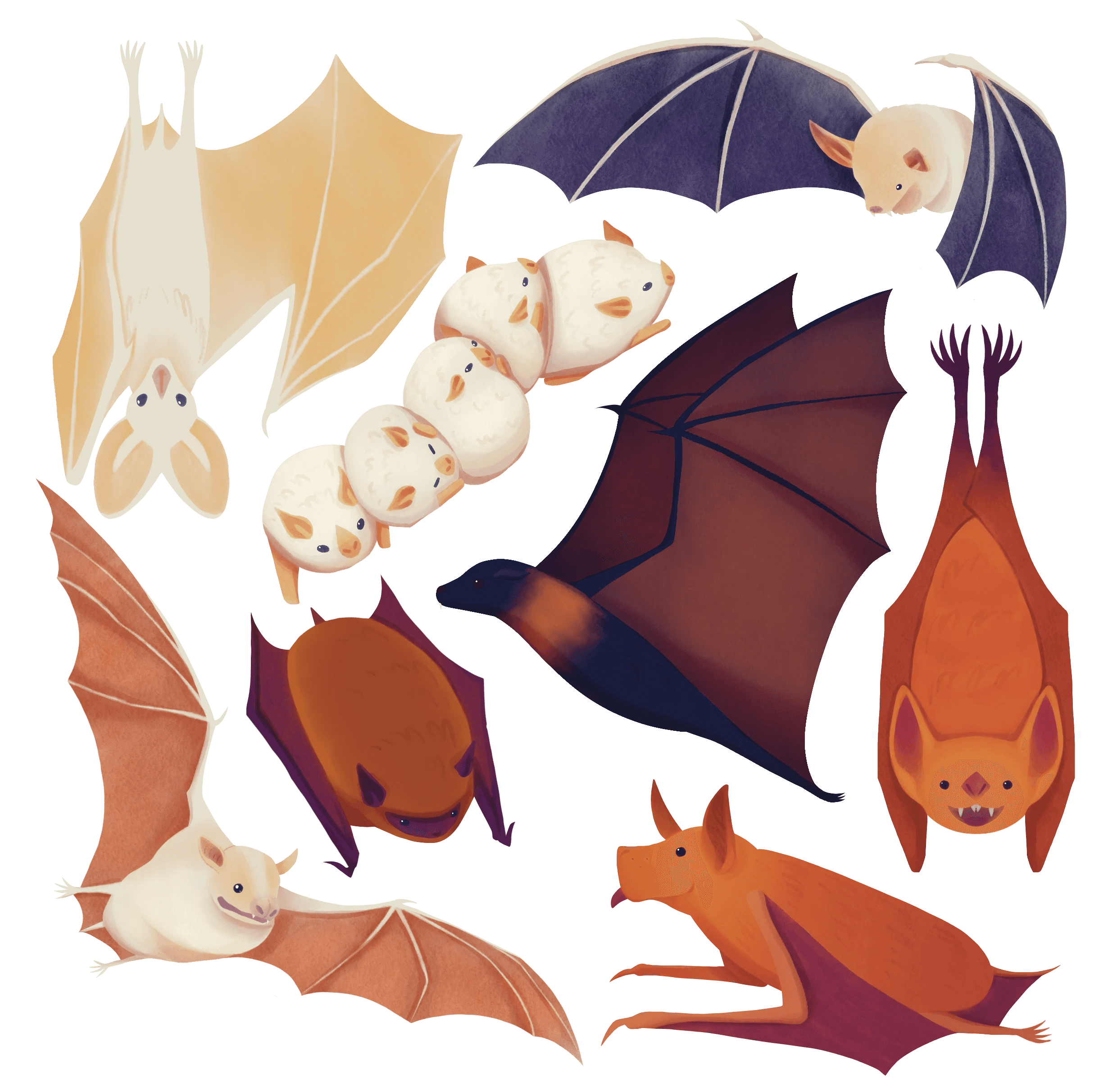 Front cover illustration of 8 different species of bats