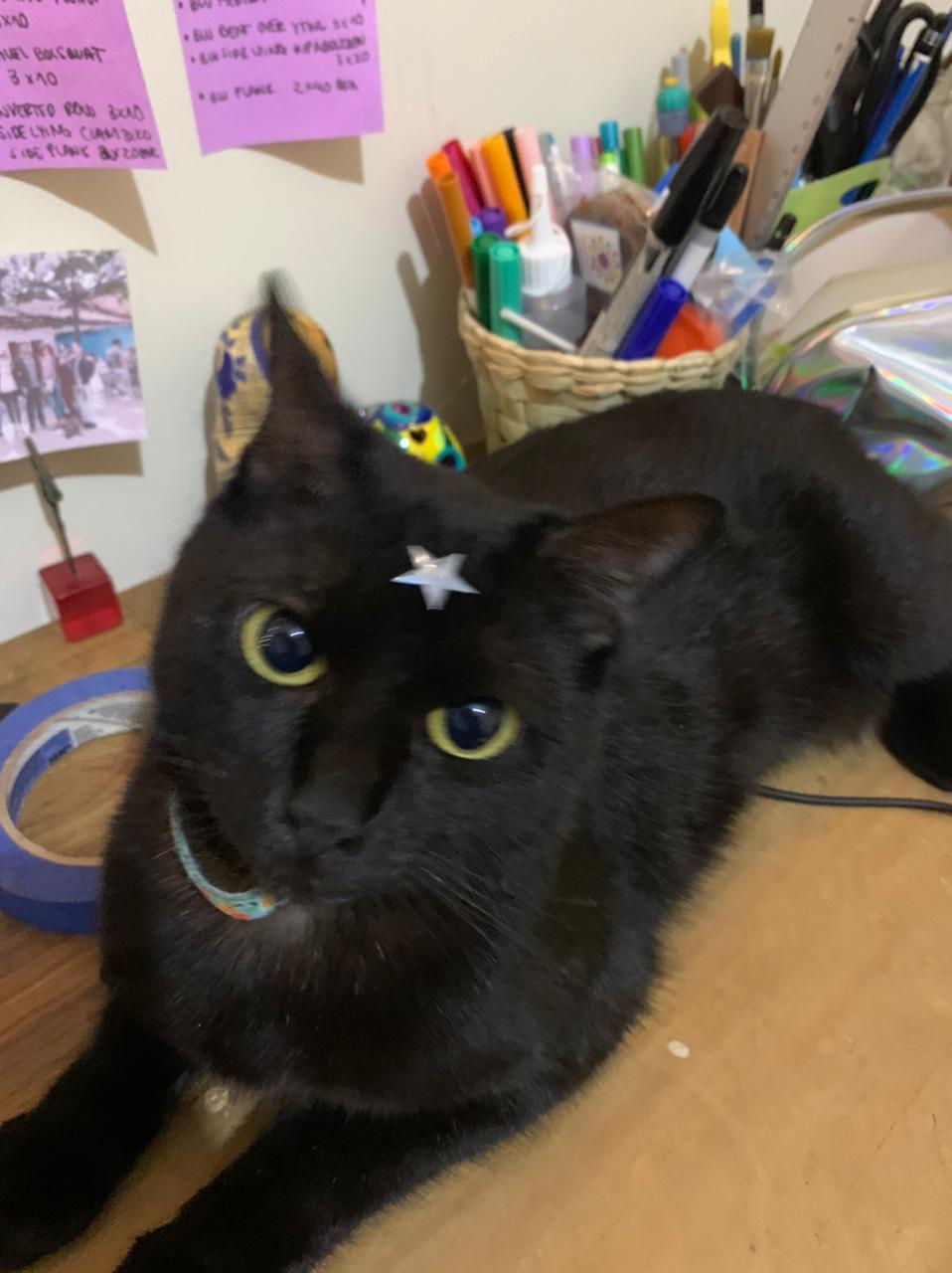 a cat with a star on her head