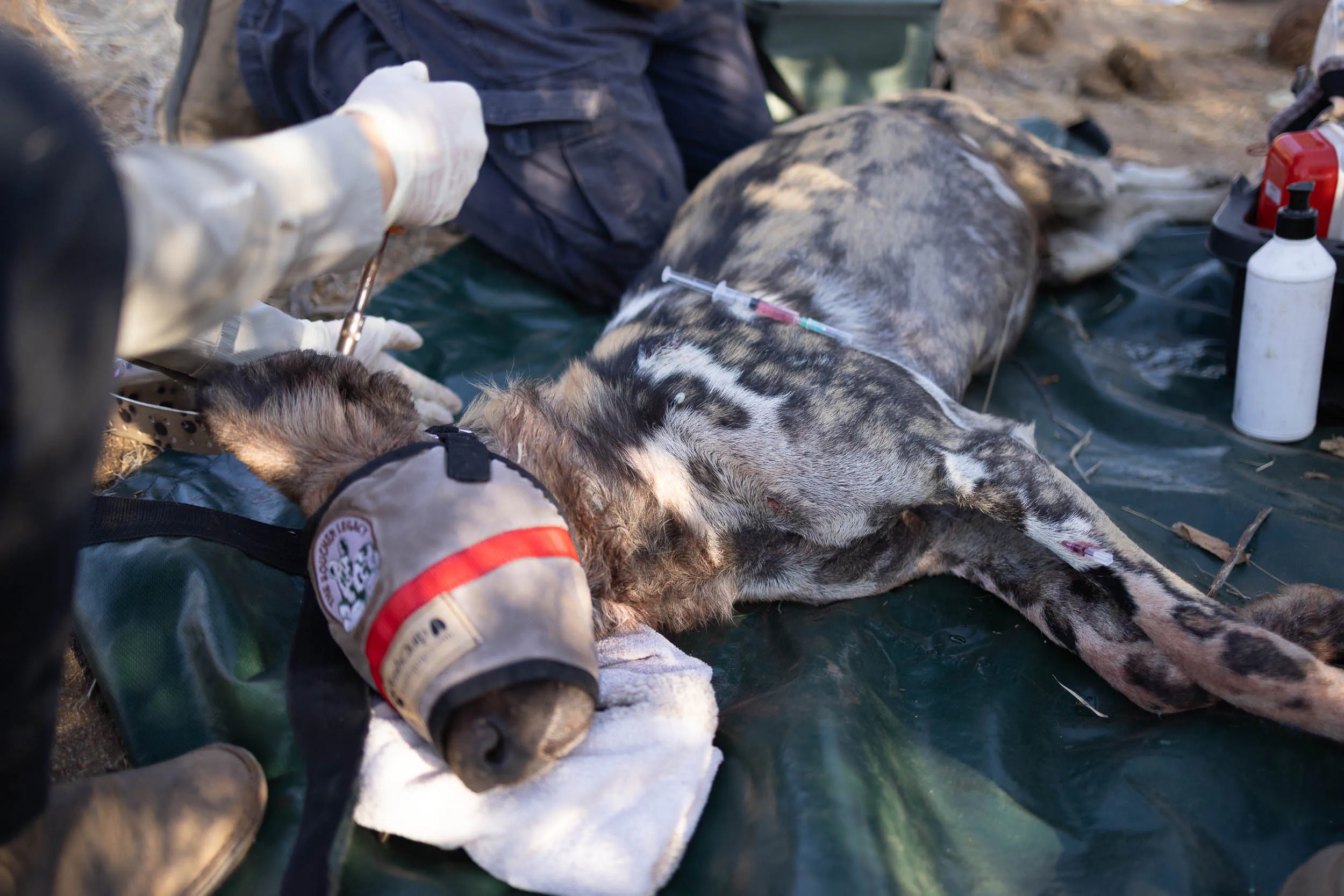 A sedated African wild dog being treated by a veterinary team in the bush