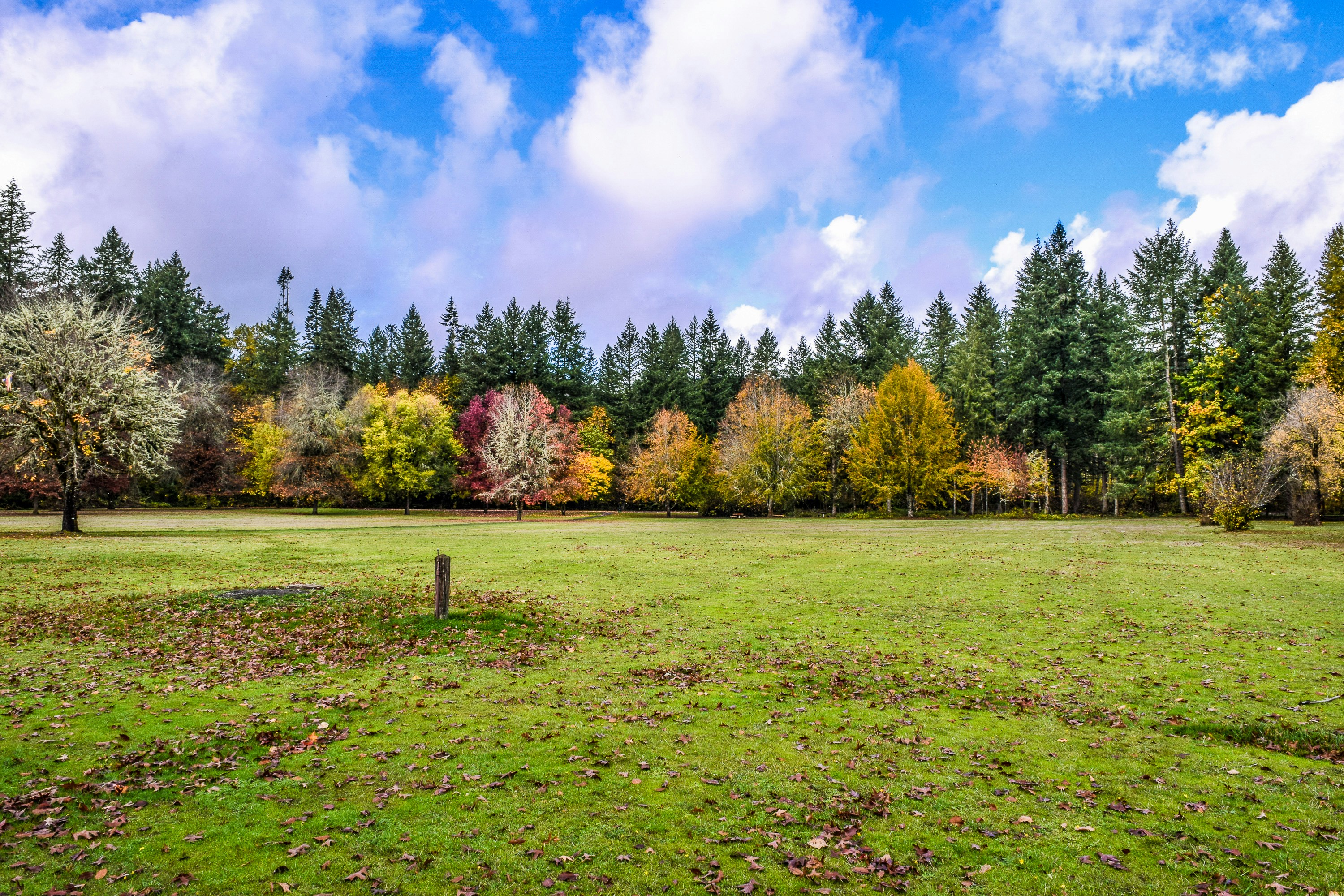 Early fall leaves and treated grass.