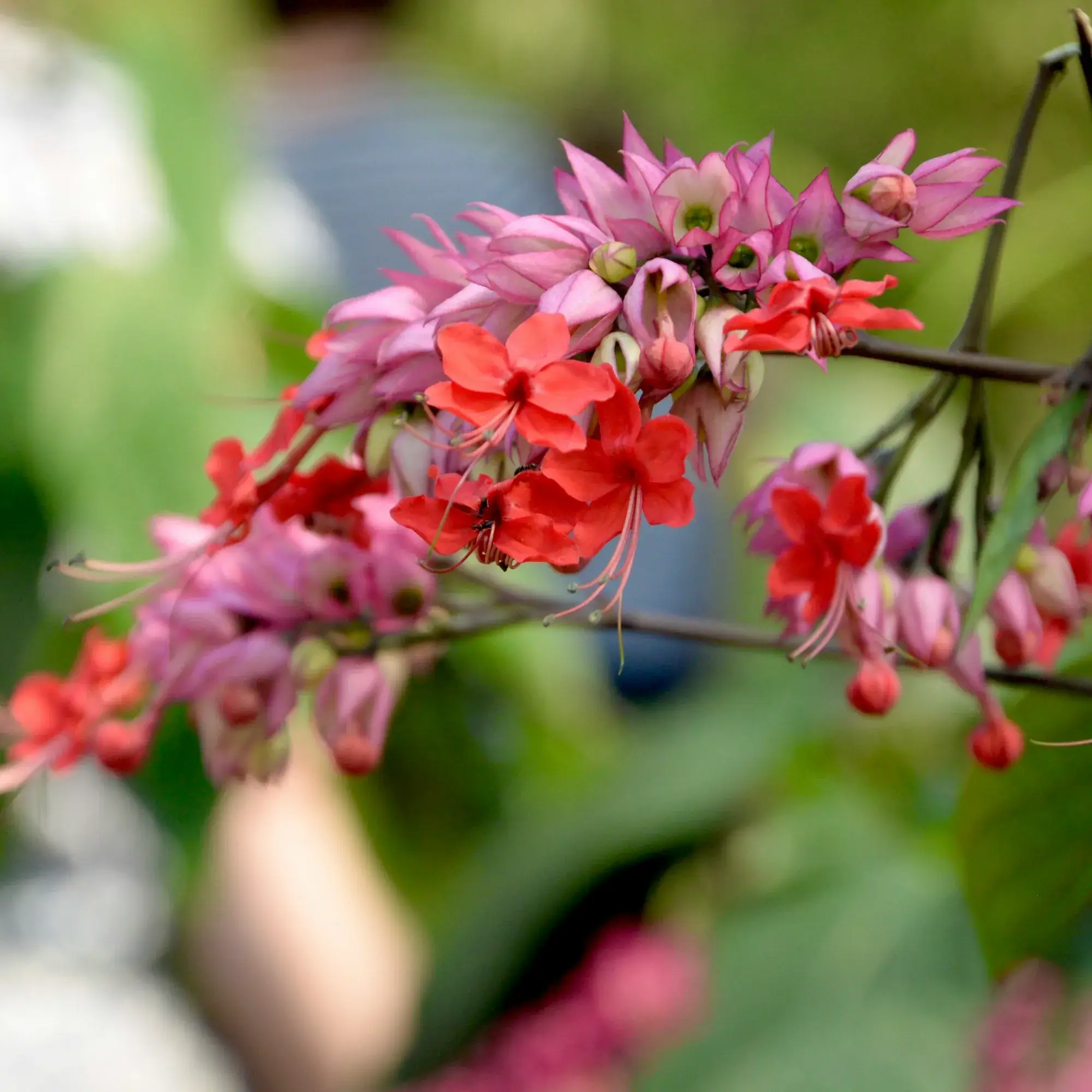 blooming red and pink flowers