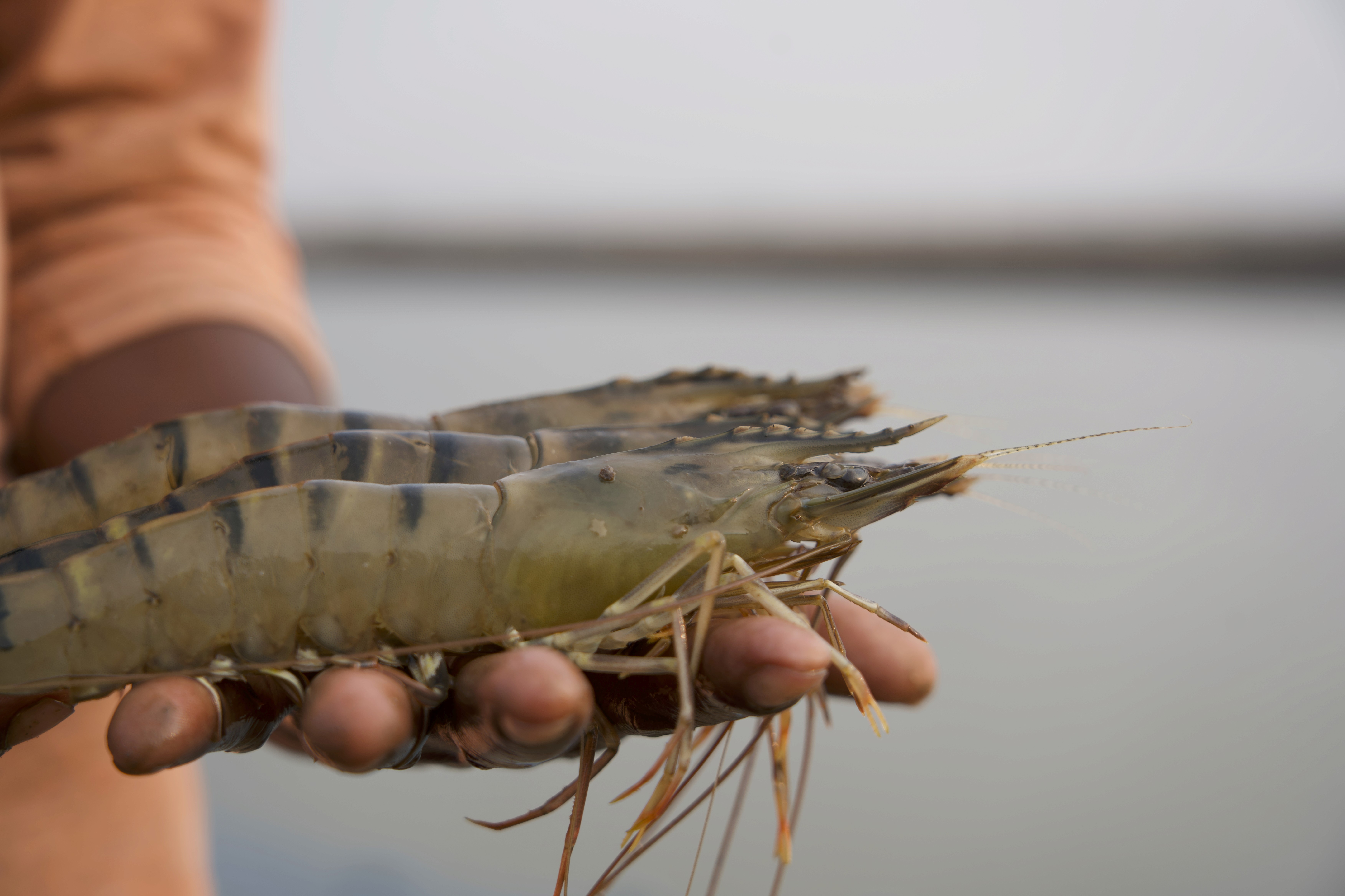 A hand holding a black pen, poised to write or draw on a surface.