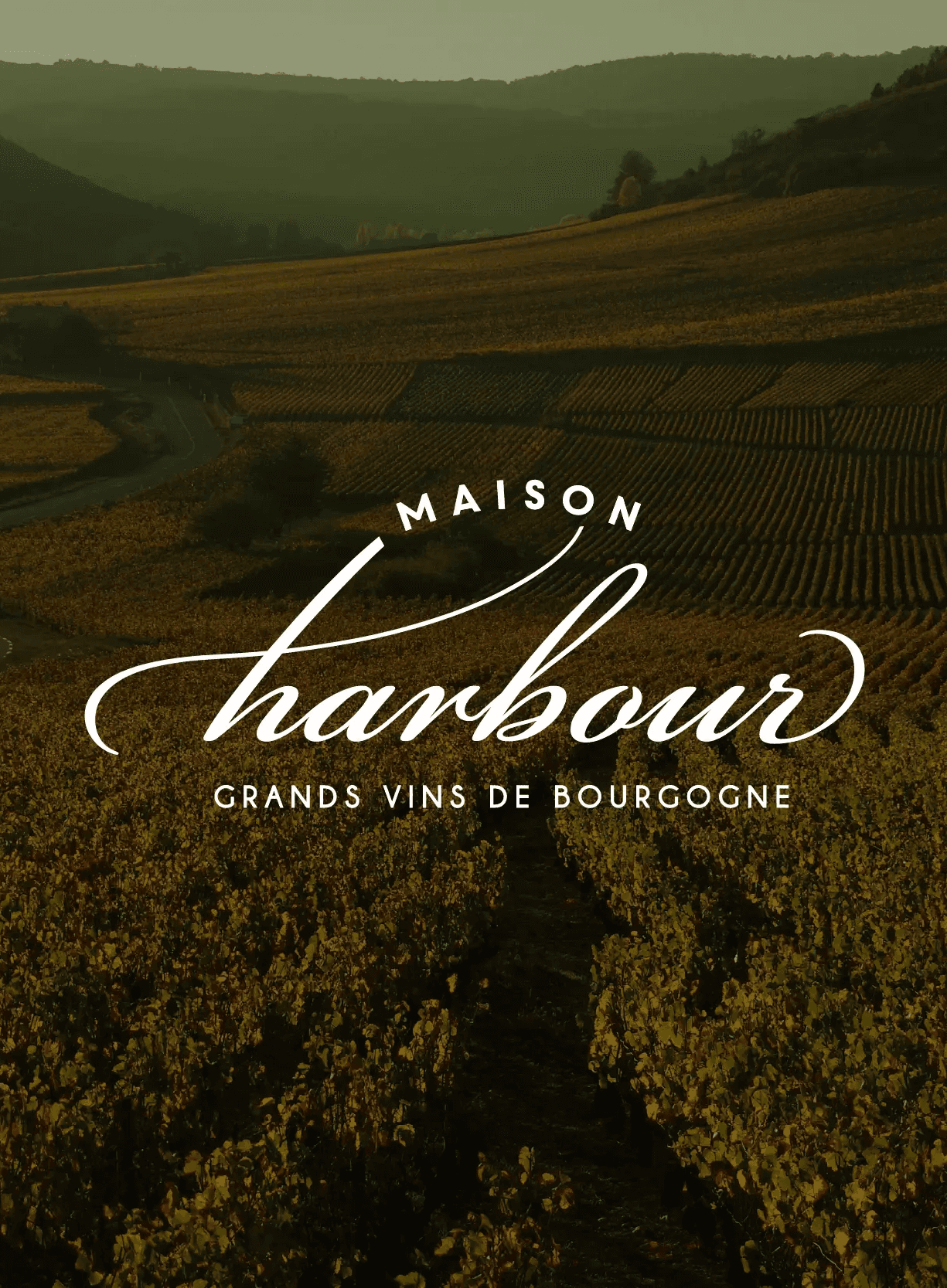 Logo du domaine viticole Maison Harbour avec une photo de vigne en fond