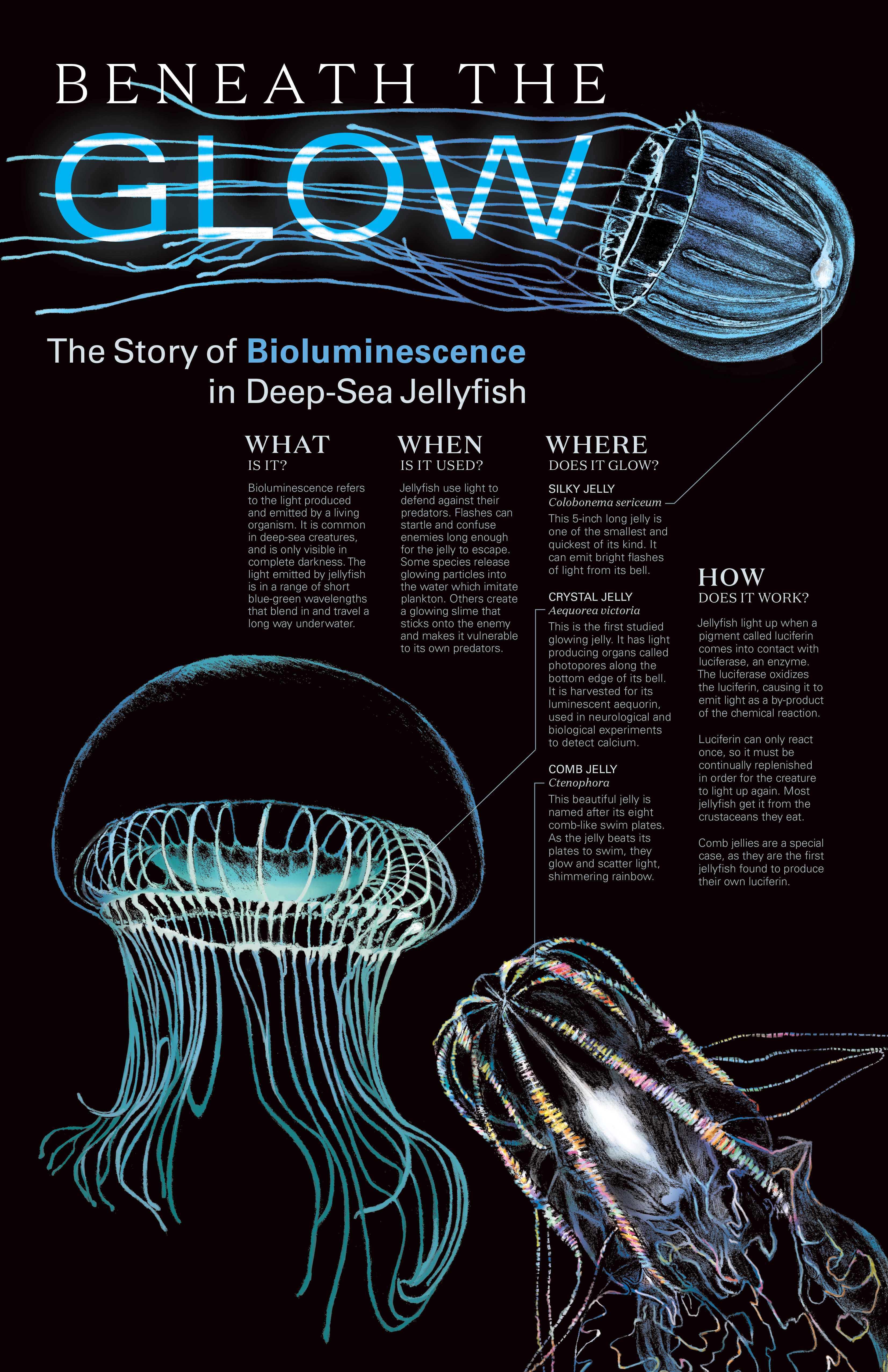 Jellyfish poster with glowing illustrations and typography explaining the phenomena of bioluminescence.